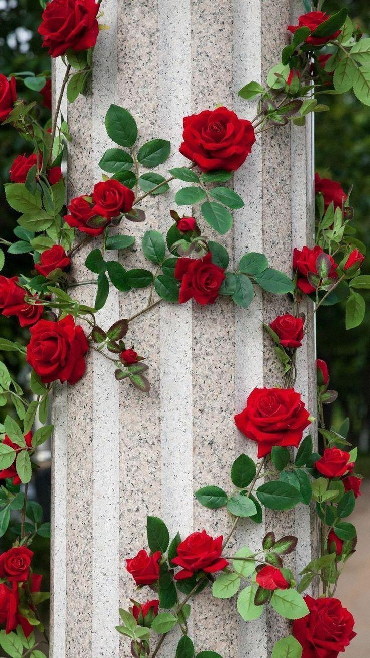736x1308 Beautiful Blooms. Beautiful flowers
