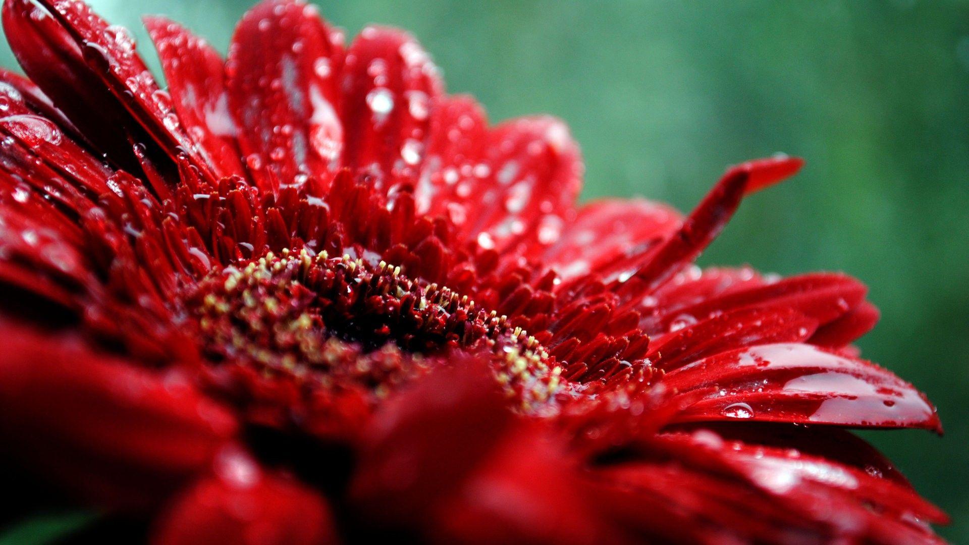 1920x1080 Chrysantemum Red Flowers HD Wallpaper Free Download