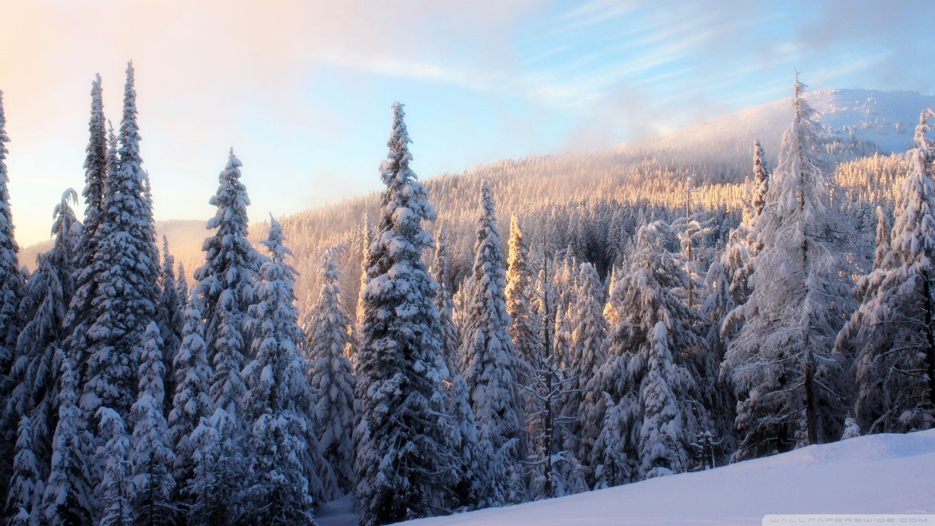1920x1080 Free download Snowy fir branch wallpaper Wallpaper Wide HD
