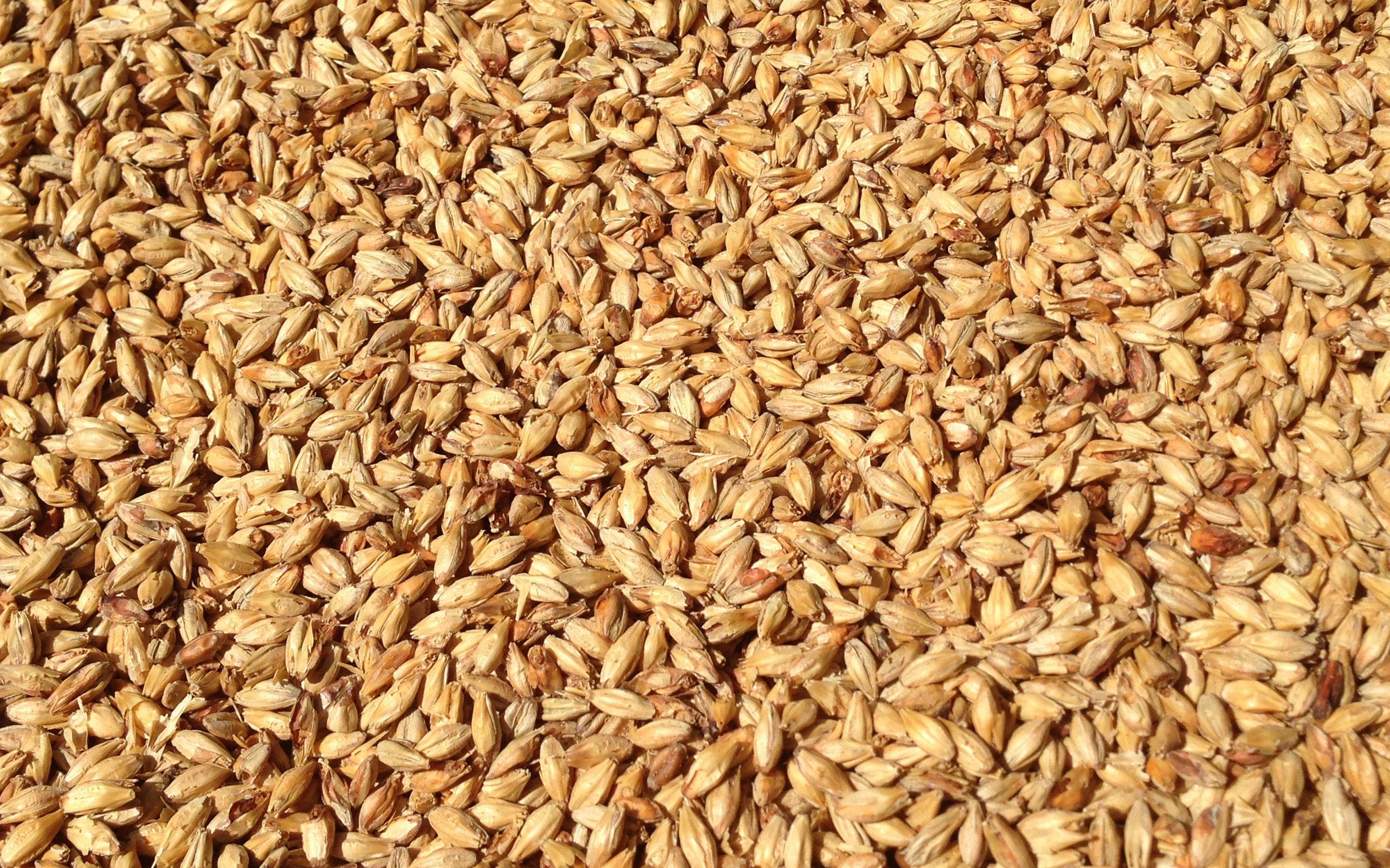 2880x1800 Download wallpaper wheat grains texture, wheat harvest concepts