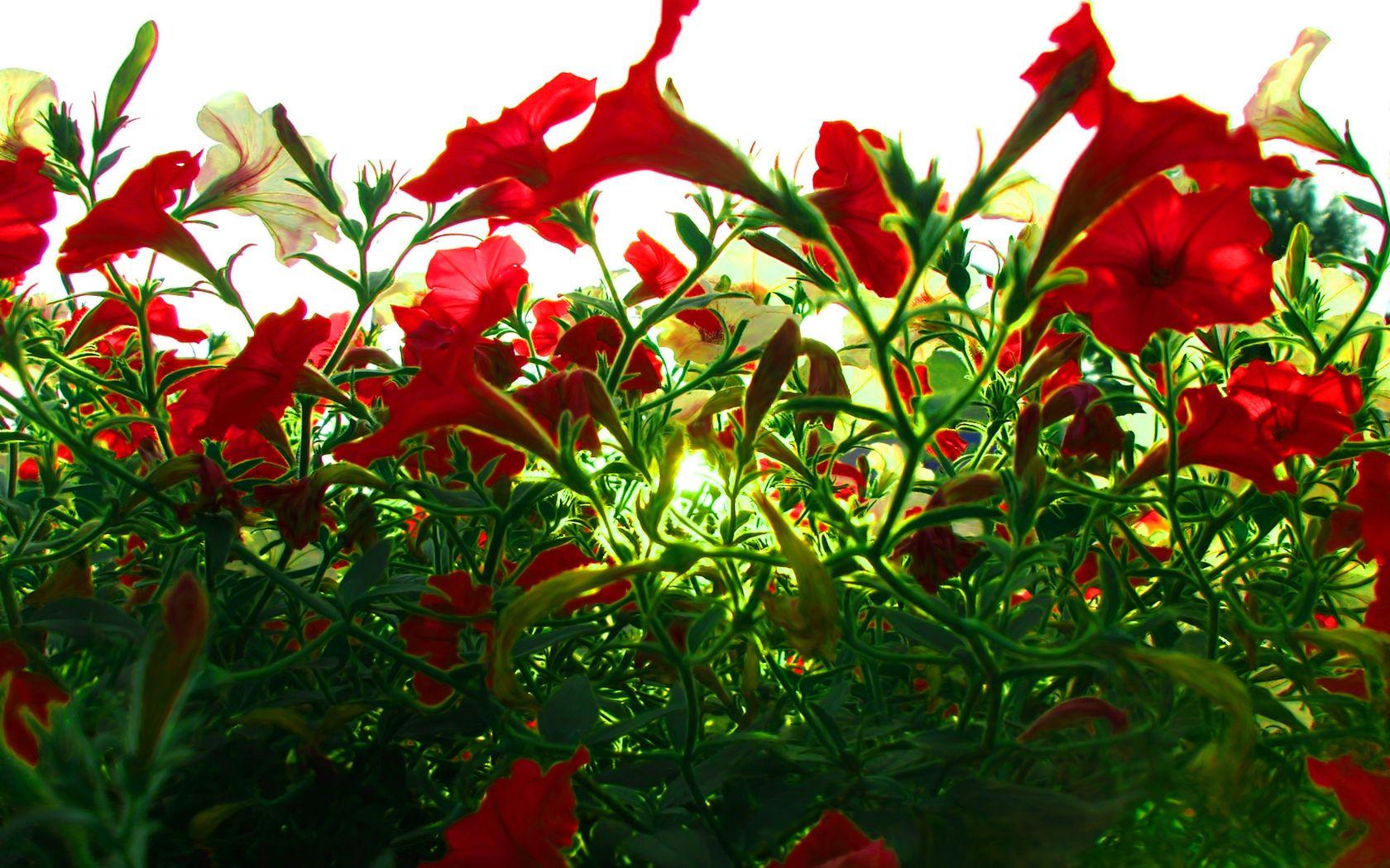 1680x1050 Awesome Red Flowers Picture. Red Flowers Wallpaper