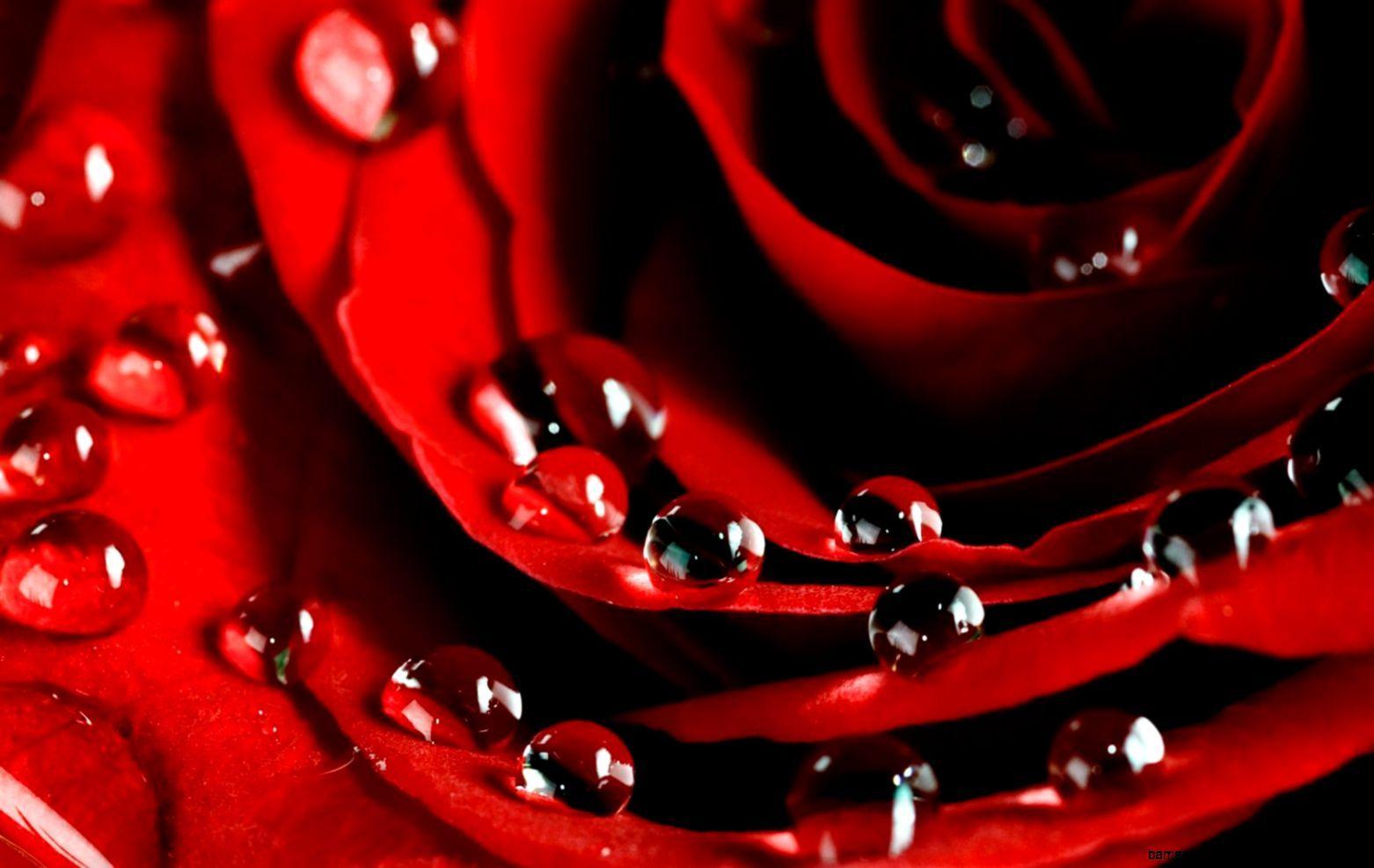 1562x987 Red Flowers Wallpaper For Desktop