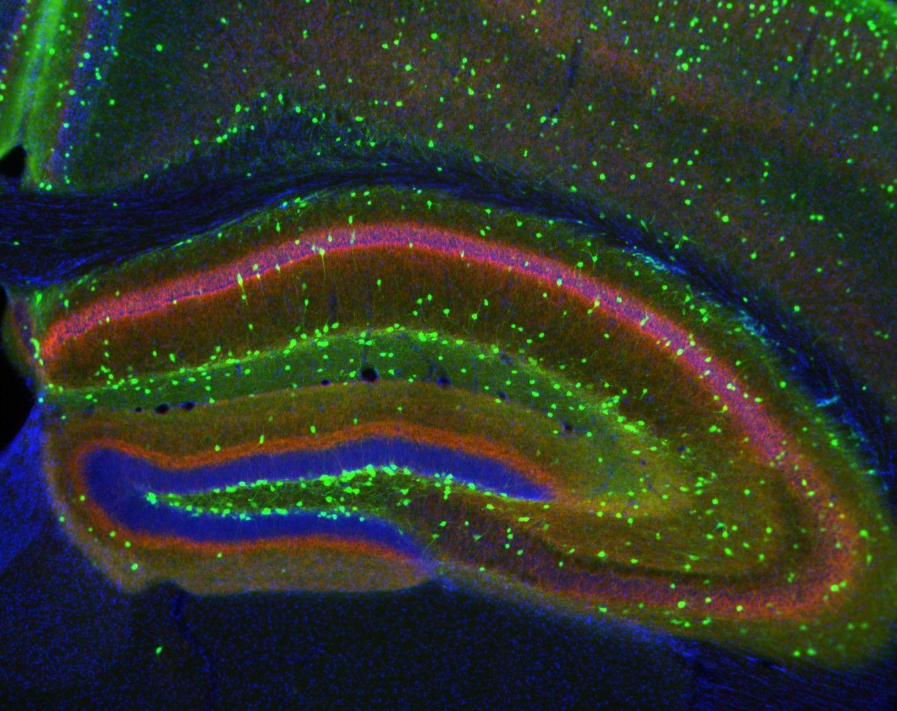 1300x1030 NIF. Inside NIF: Cell Image Library Wallpaper!