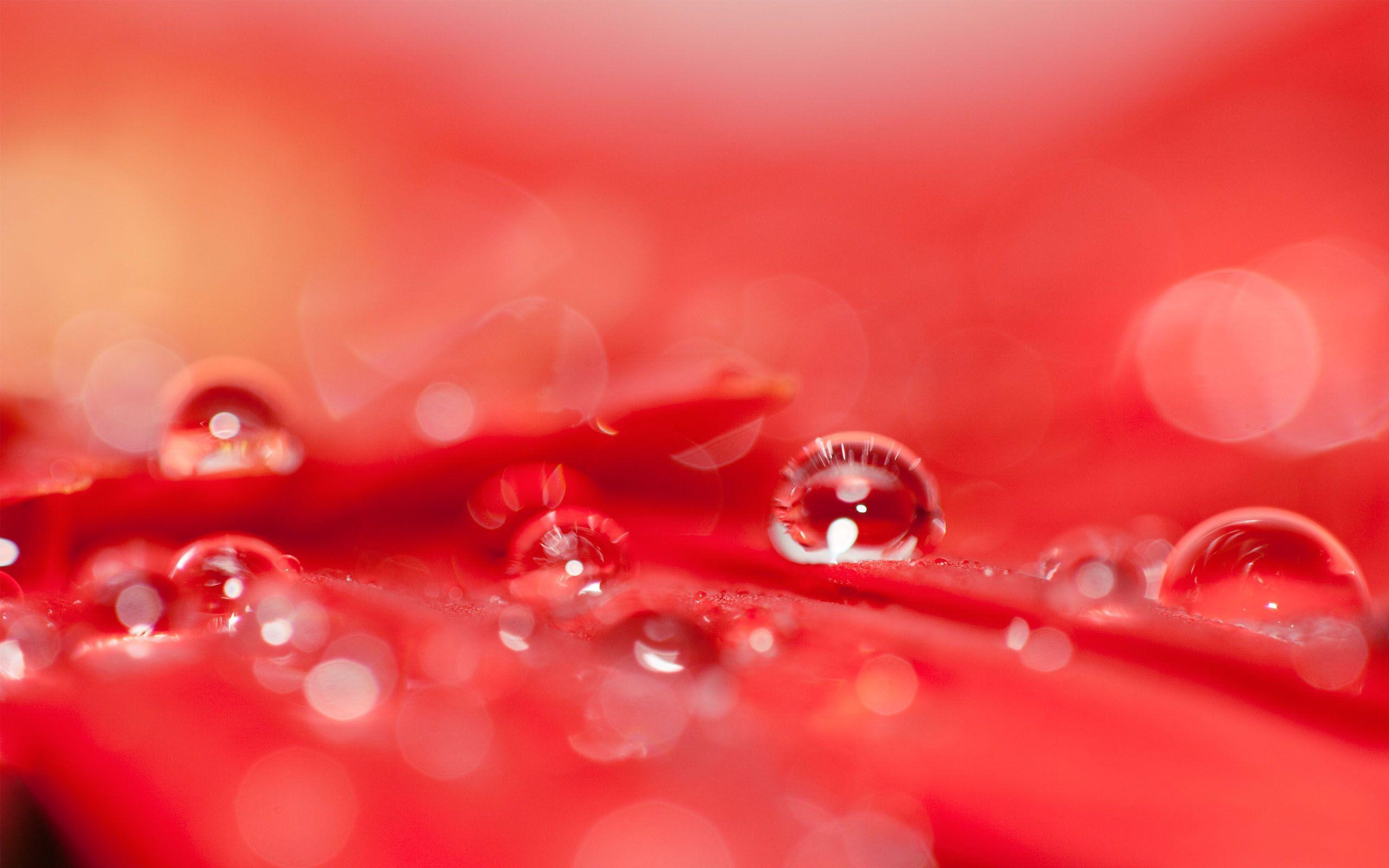 2560x1600 Red Flowers Wallpaper HD 33703 2560x1600px