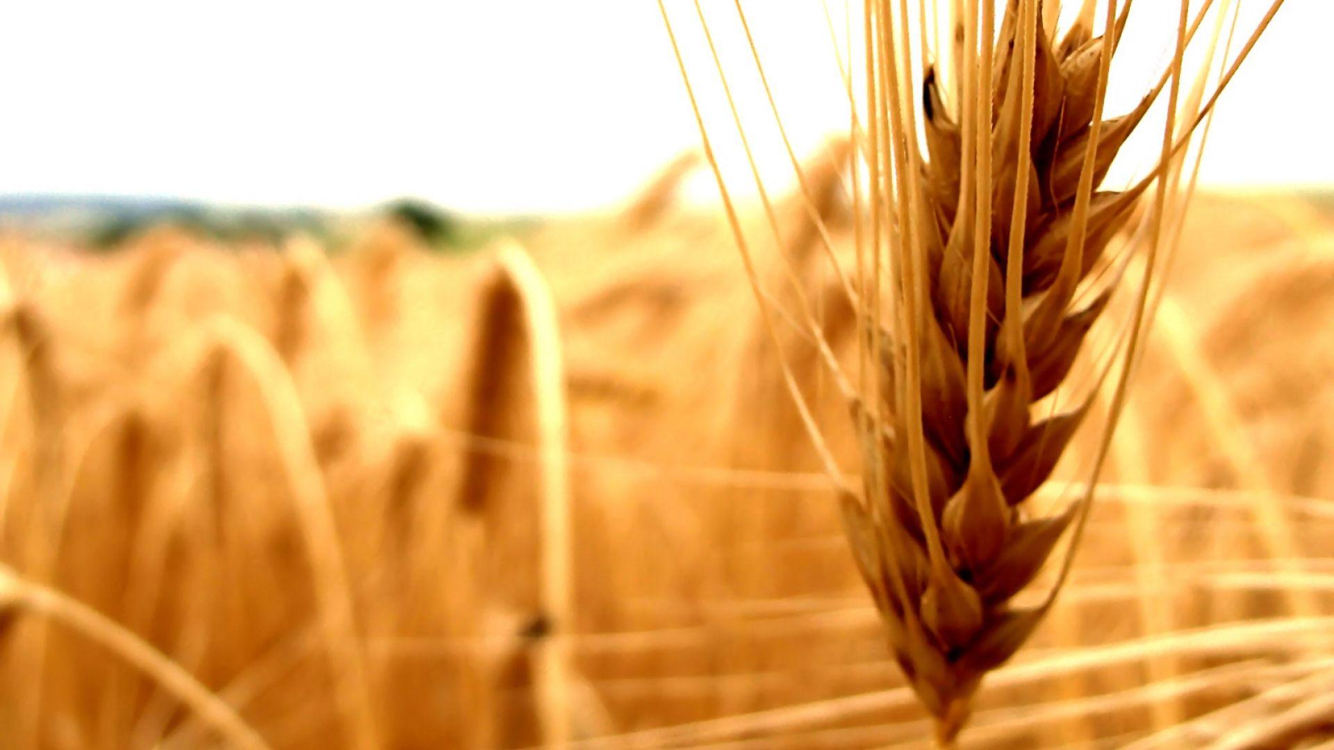 1920x1080 Download Wallpaper 1920x1080 cereals, agriculture, ear Full HD