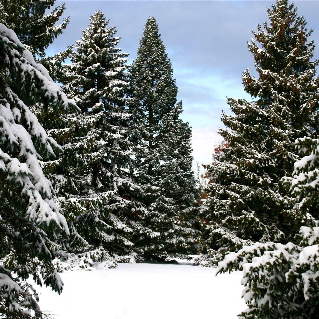 1024x1024 Snowy Trees Landscape iPad Air Wallpaper Free Download