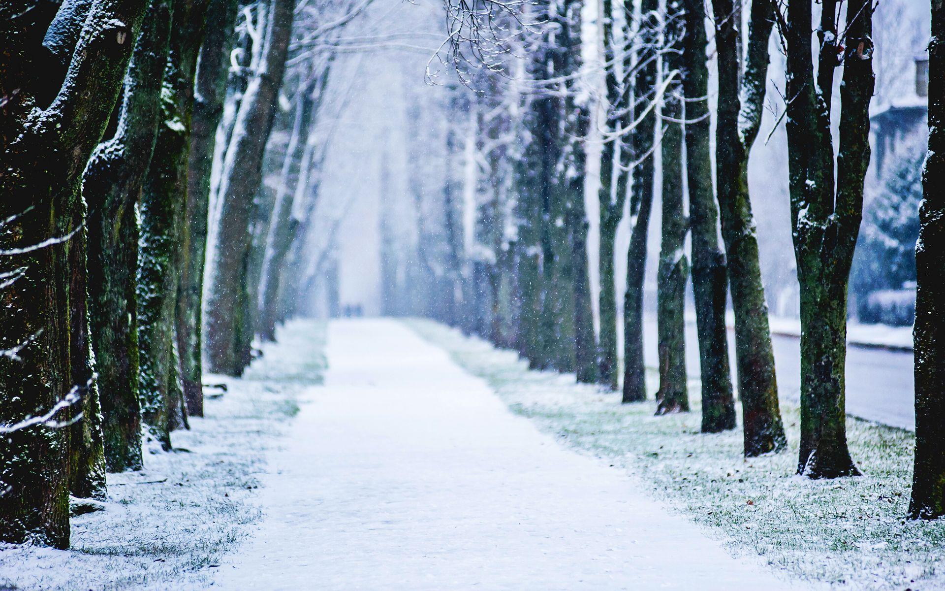 1920x1200 Nature & Landscape Snow Winter Trees wallpaper Desktop, Phone