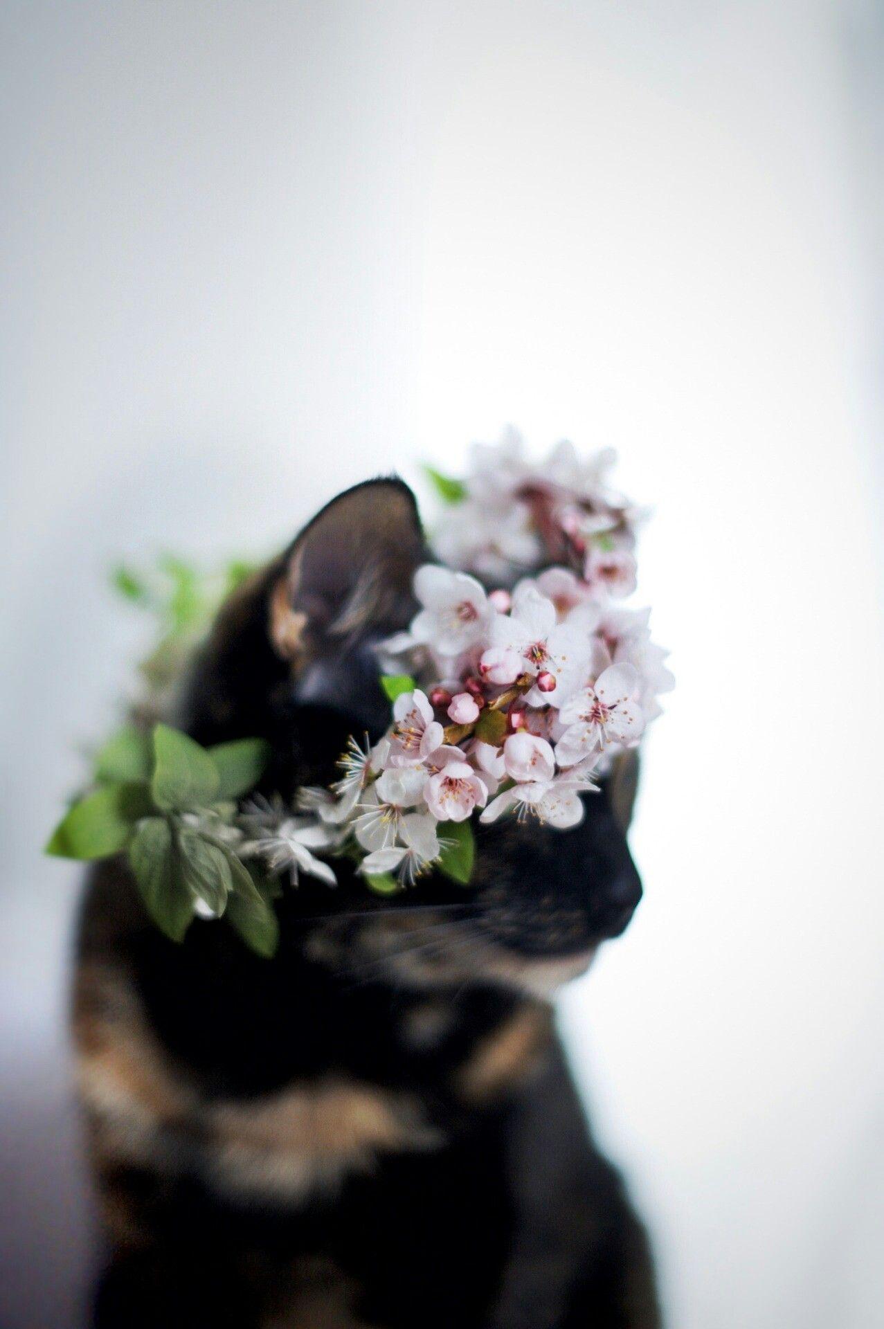 1277x1920 Flower Crown Cat Aesthetic, Download Wallpaper