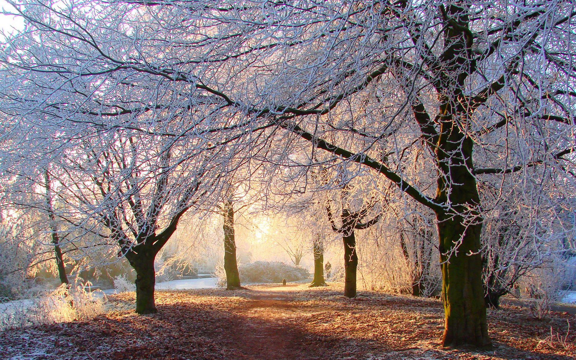 1920x1200 Free Snow Trees Wallpaper