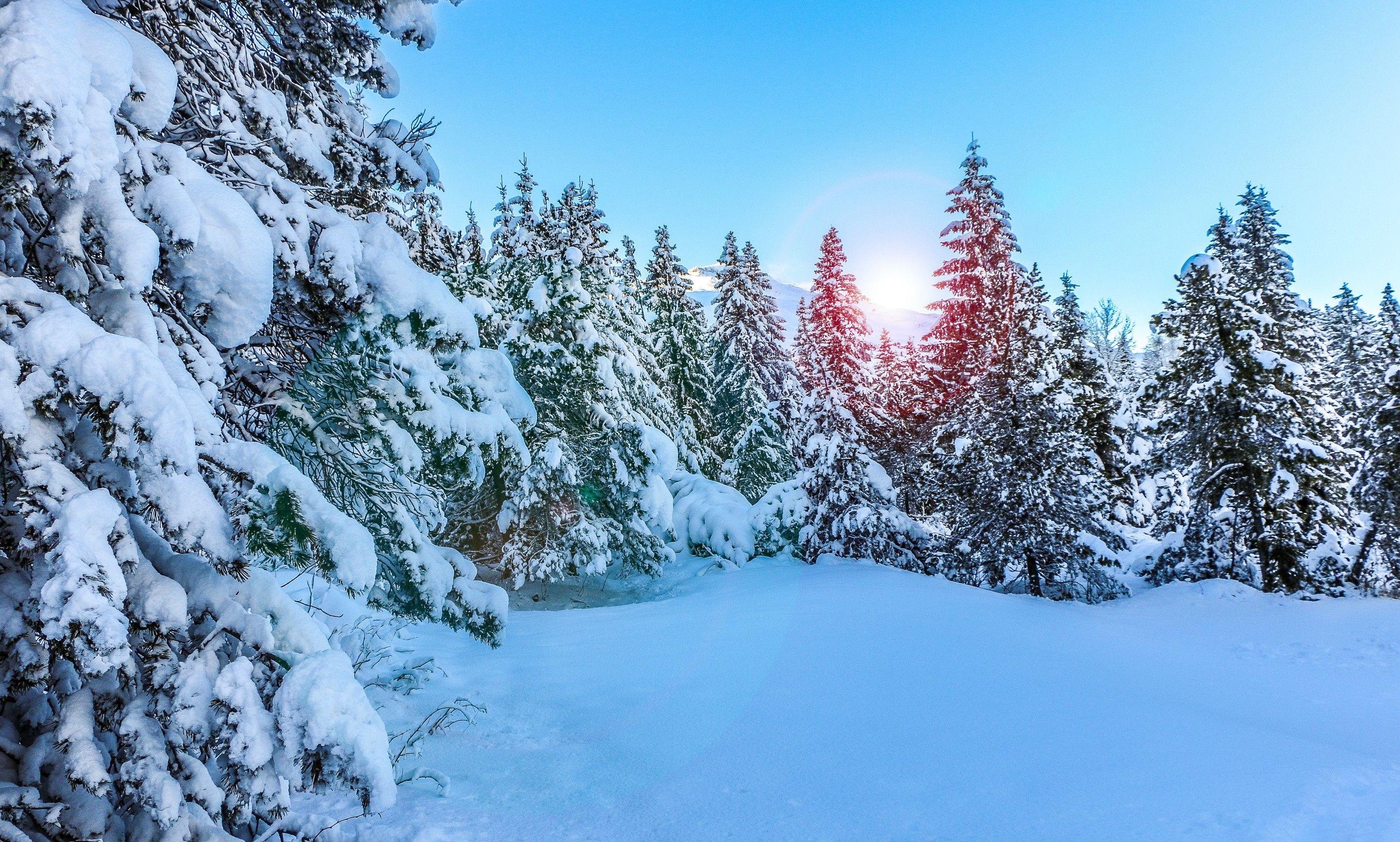 2883x1734 Winter Trees HD Wallpaper