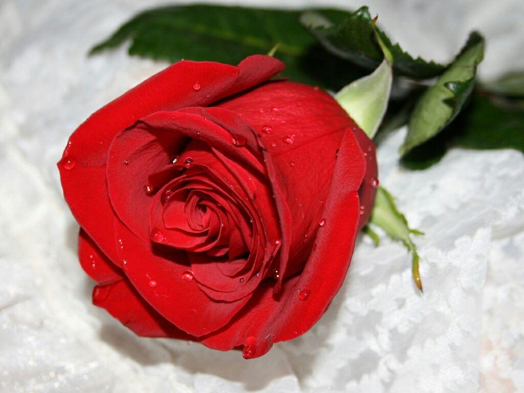 1024x768 flowers for flower lovers.: Flowers wallpaper red roses