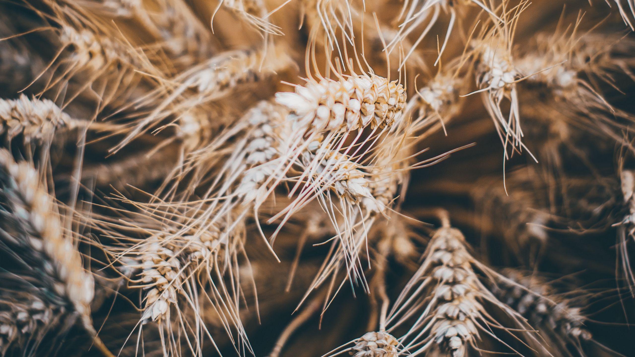 2560x1440 Download wallpaper 2560x1440 rye, spikelets, dry, seeds, cereals
