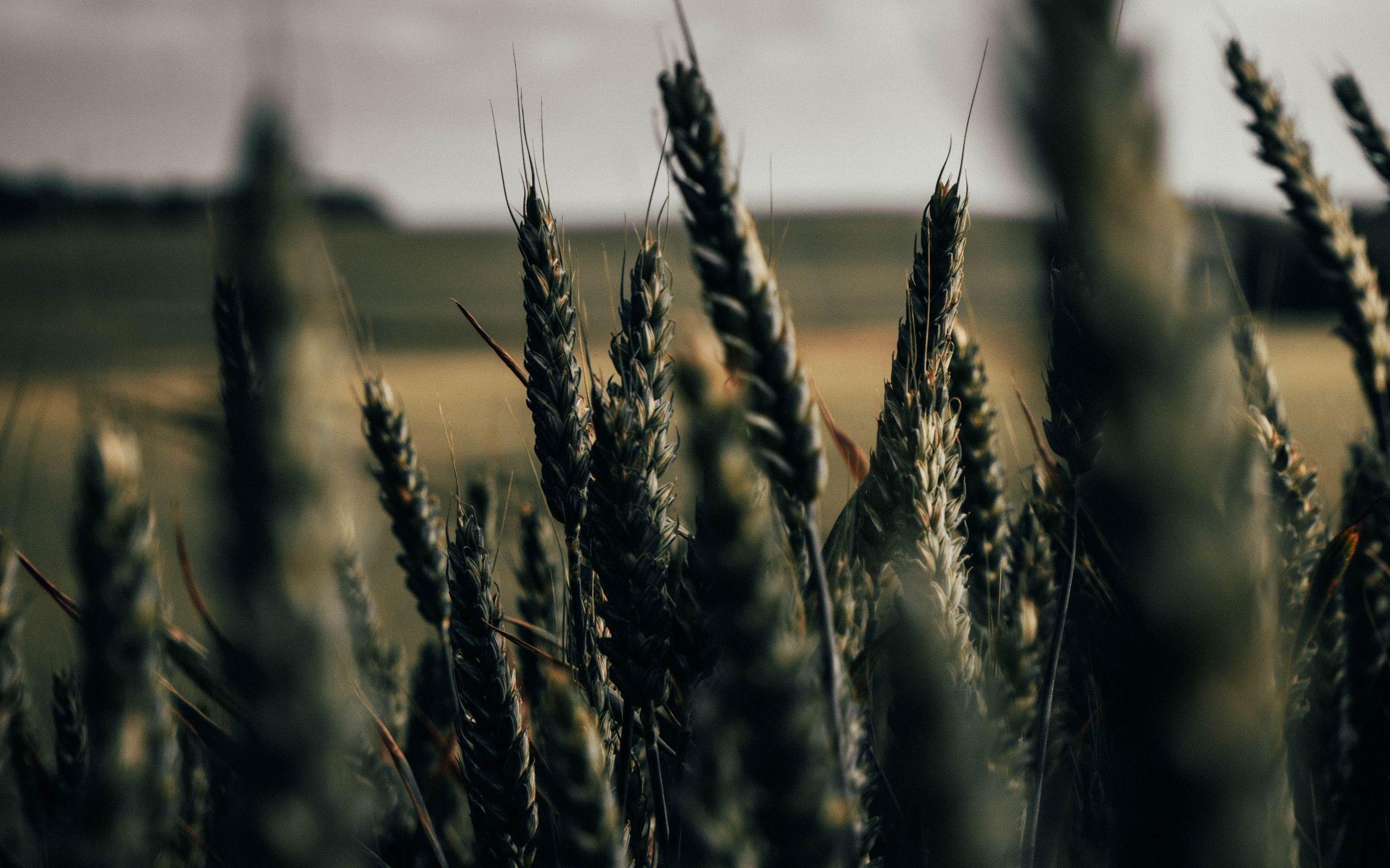 2560x1600 Download wallpaper 2560x1600 wheat, spikelets, field, plants