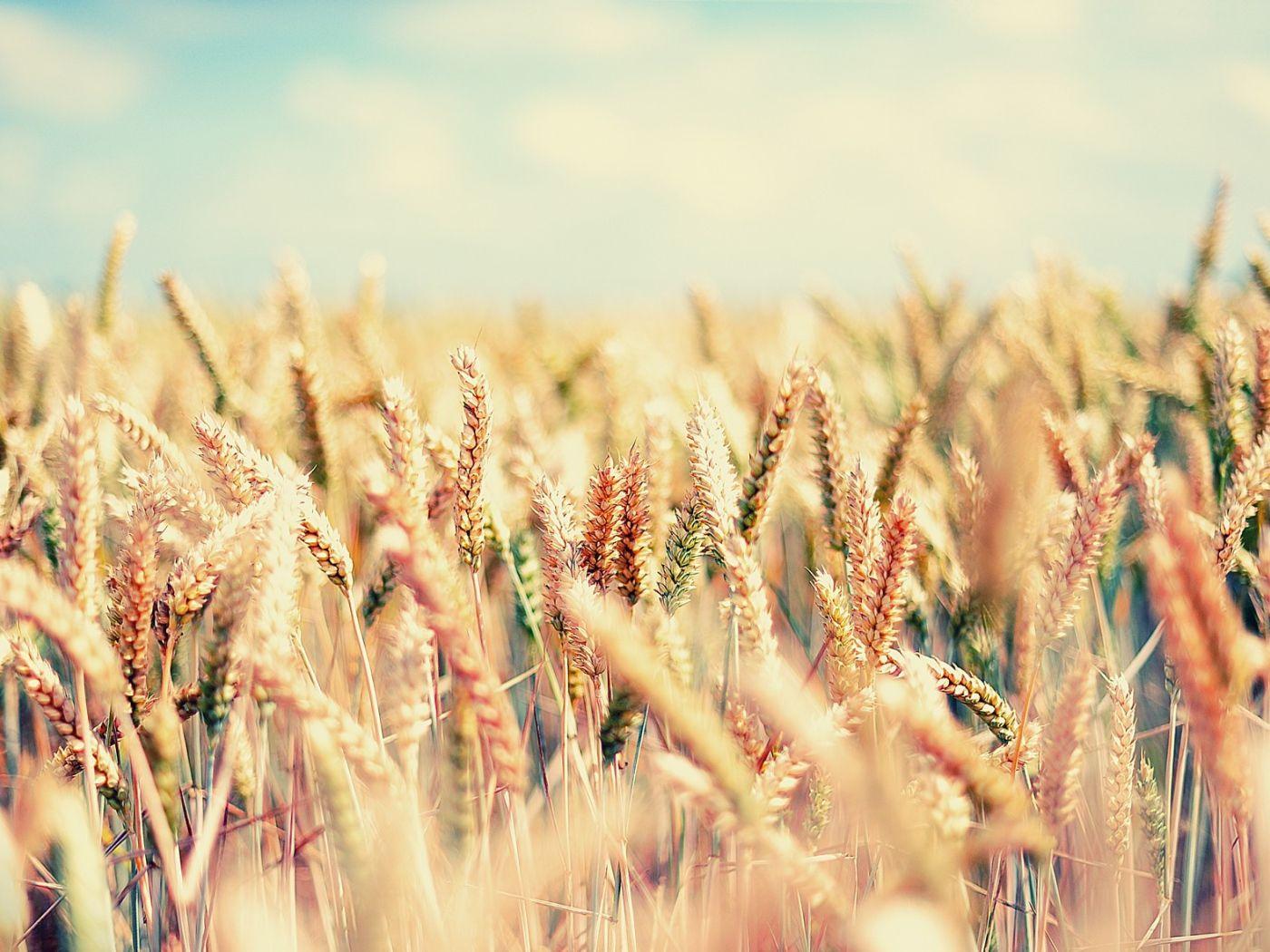 1400x1050 Maturing cereals Desktop wallpaper 1400x1050
