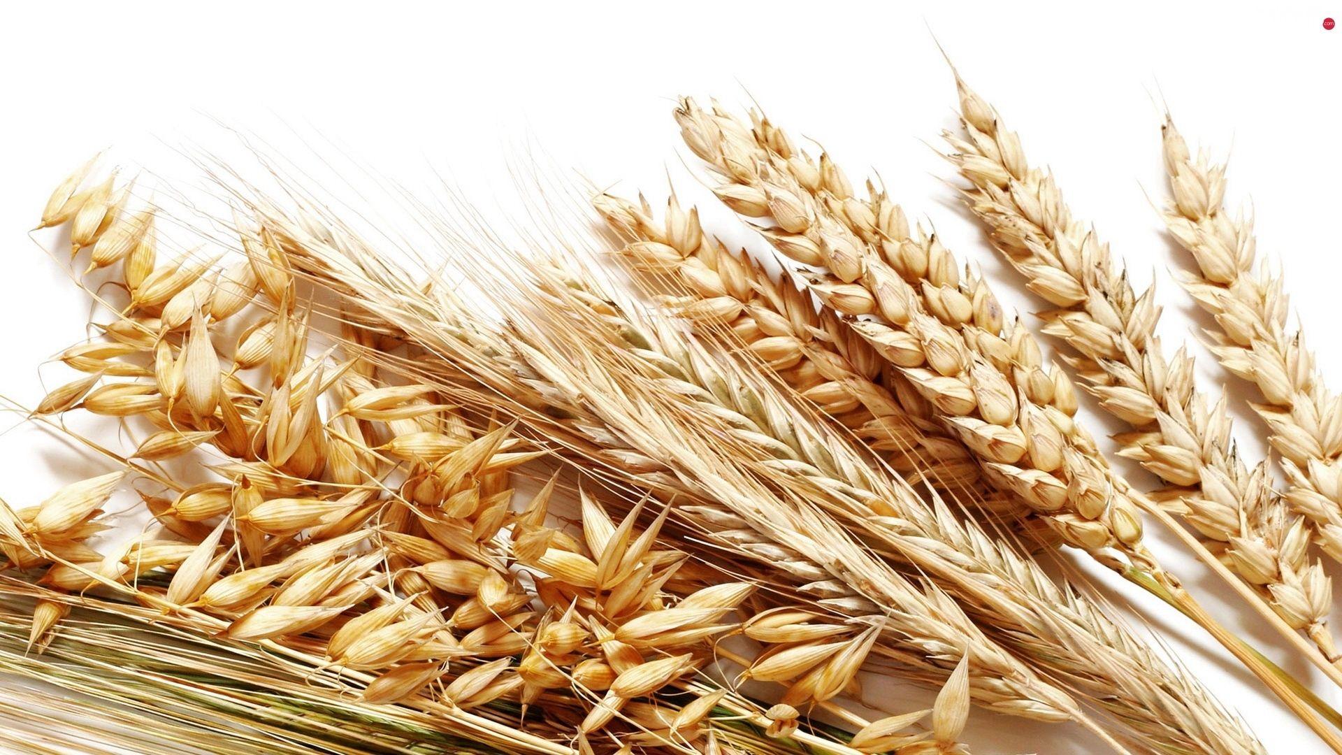 1920x1080 cereals, seed, Ears HD Wallpaper: 1920x1080