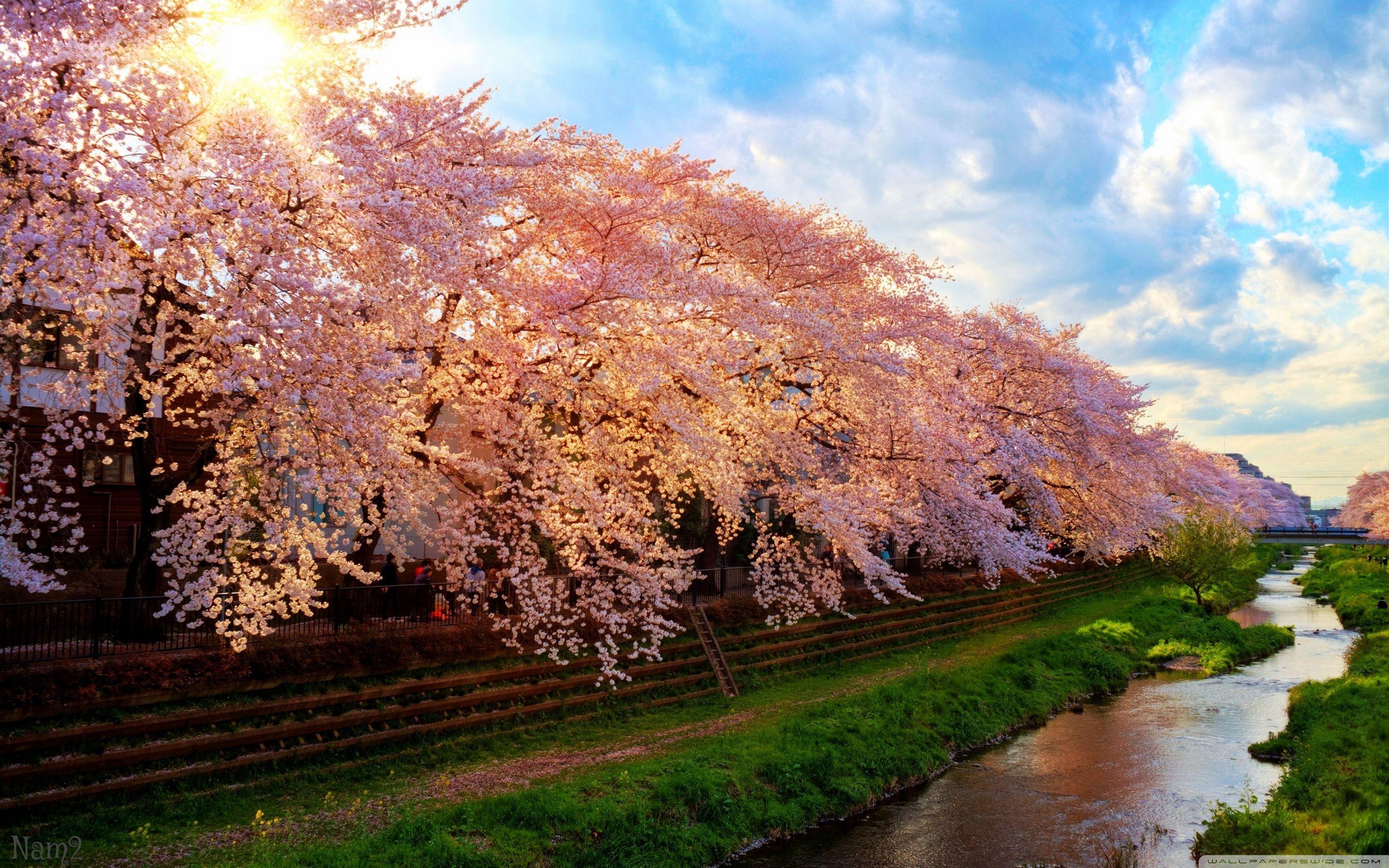 Japan Spring Wallpapers Top Free Japan Spring Backgrounds Wallpaperaccess