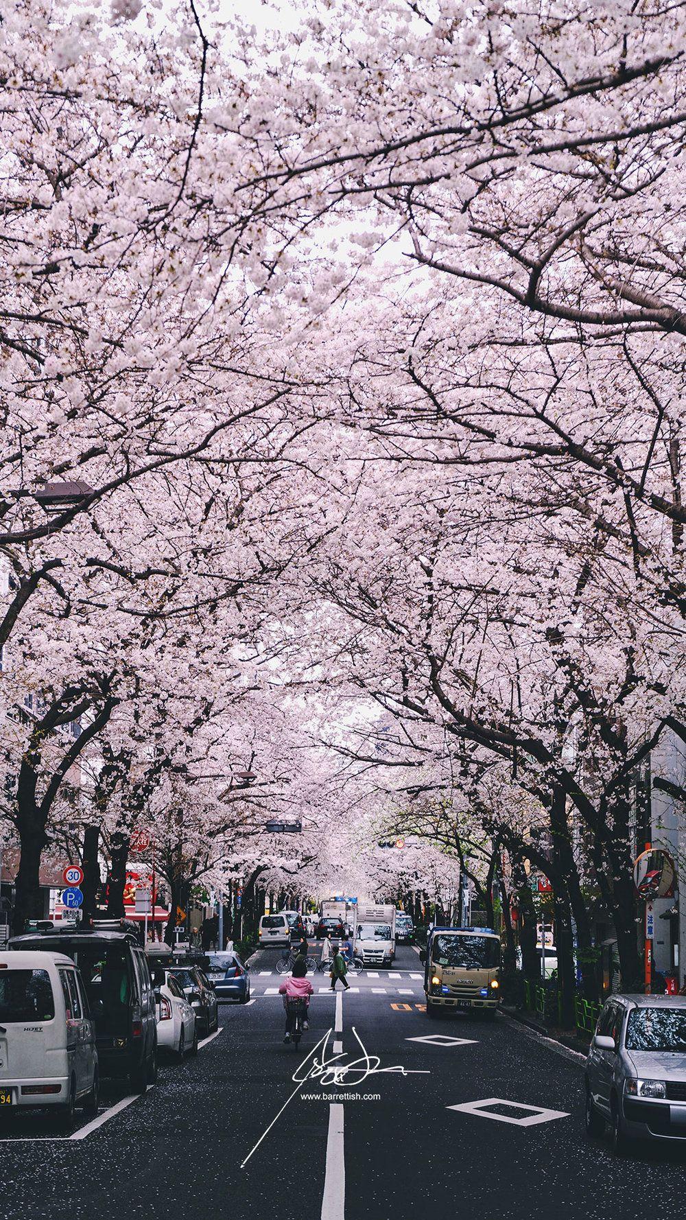 1000x1778 Japanese Spring Wallpaper