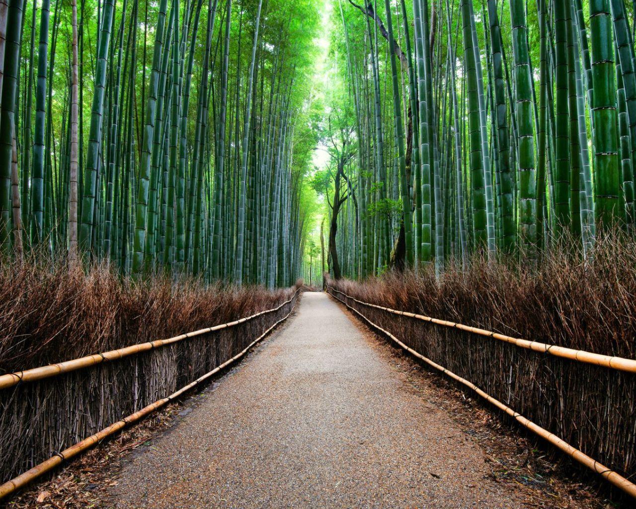 1280x1024 Sagano Bamboo Forest in Kyoto, Japan Desktop wallpaper 1280x1024
