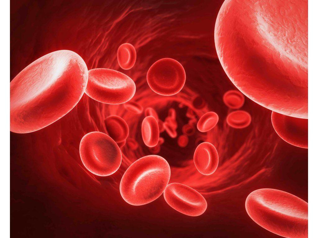 1024x768 RED BLOOD CELLS
