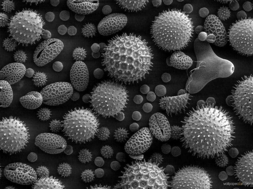 Microbes Wallpapers - Top Free Microbes Backgrounds - WallpaperAccess