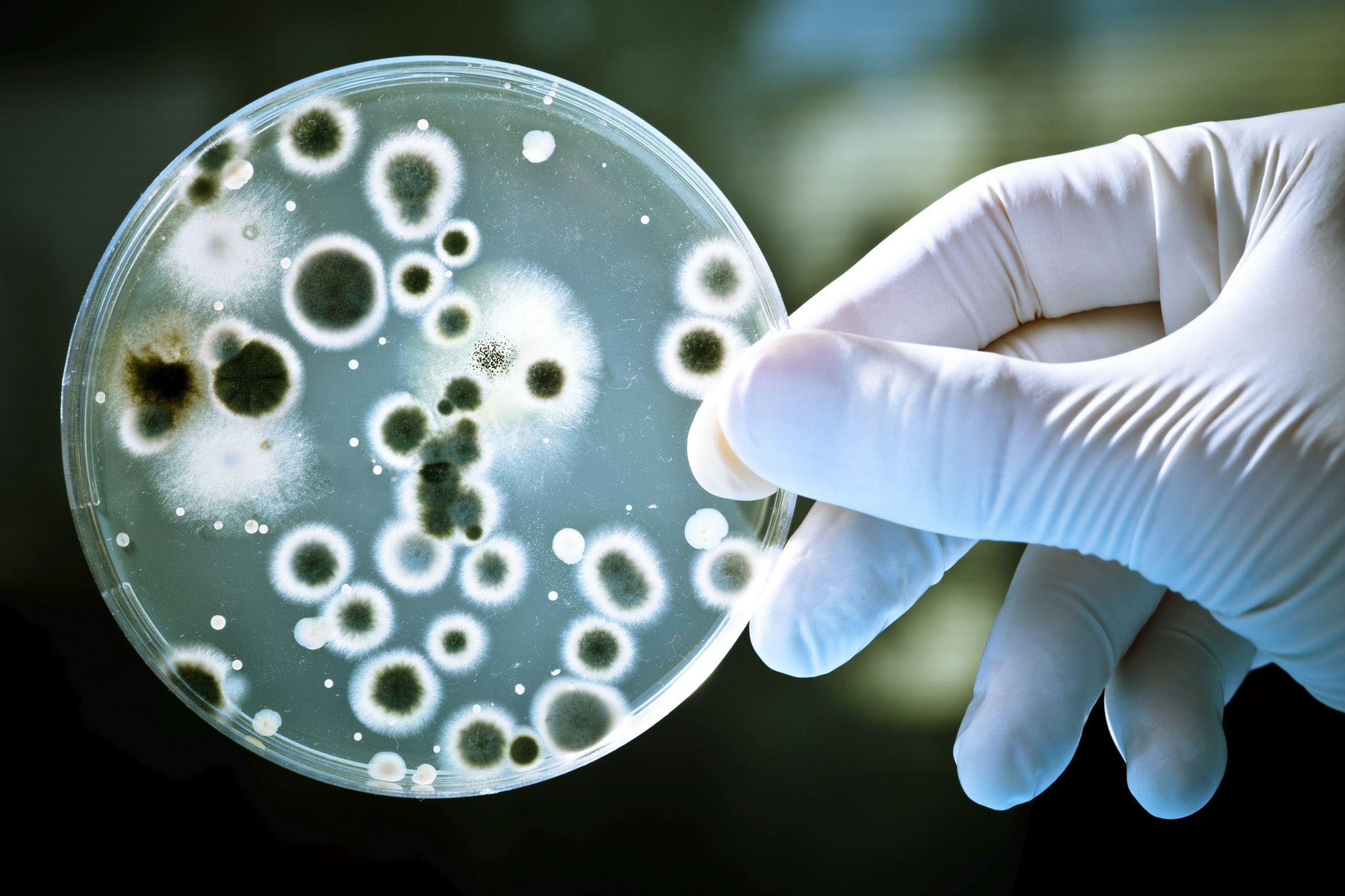 2290x1526 Bacteria Wallpaper