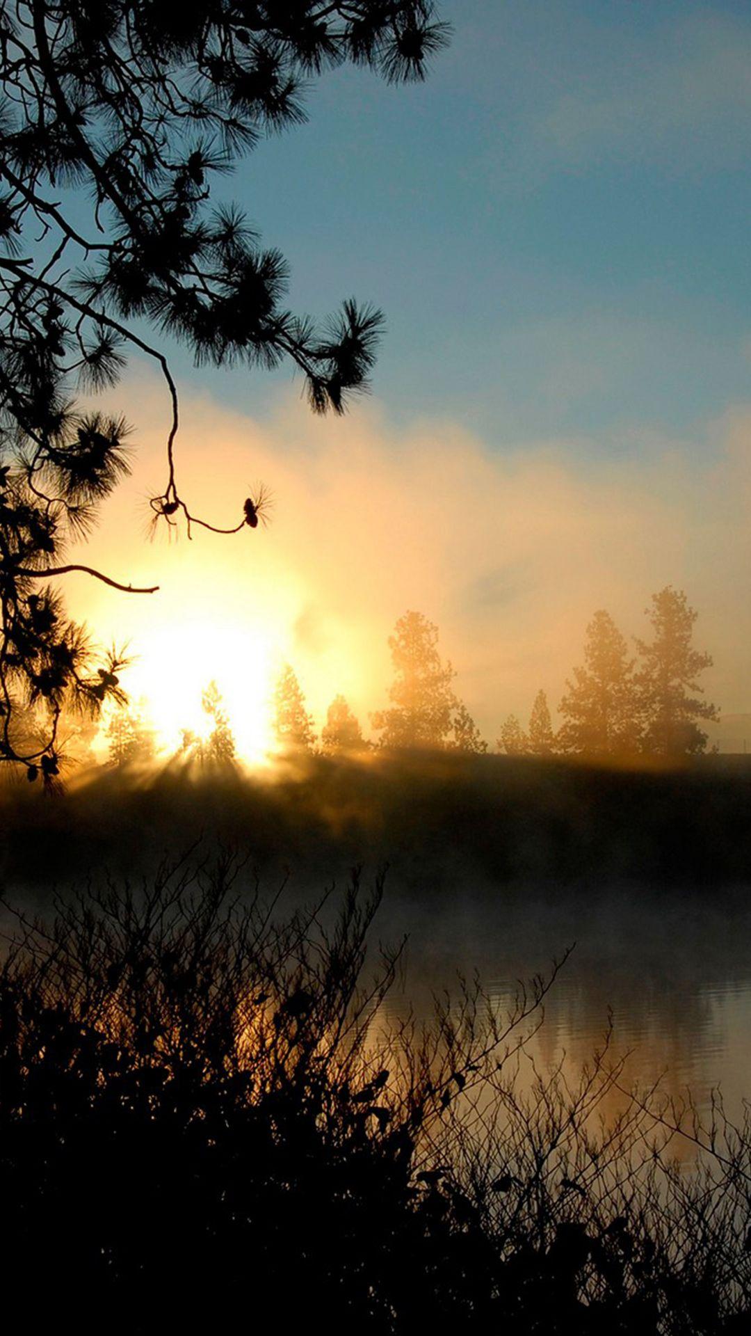 1080x1920 Free download Sunrise Mist Forest Smartphone Wallpaper HD