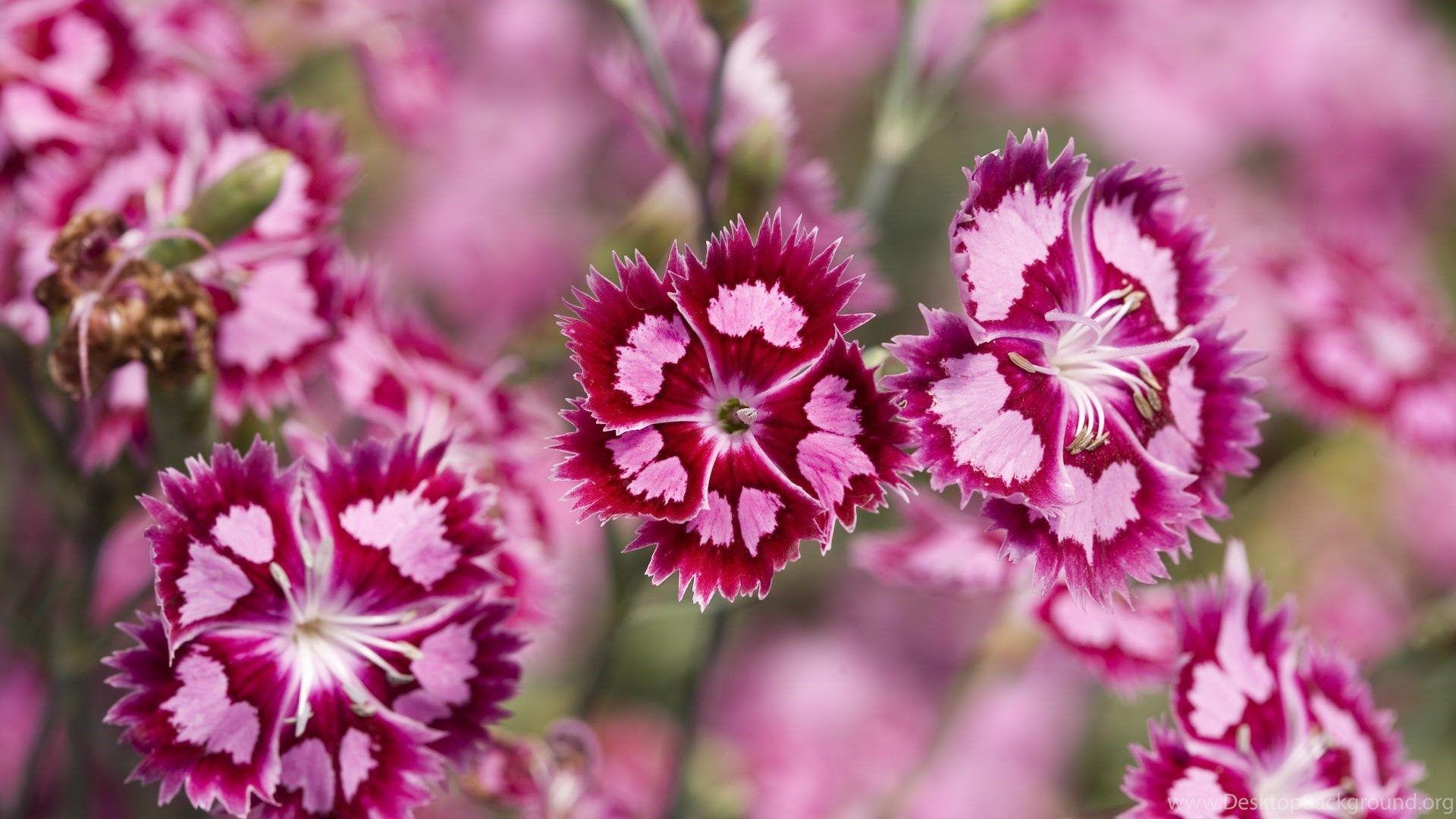 1920x1080 Sweet William, Flower, Flowers, 1920x1080 HD Wallpaper And FREE