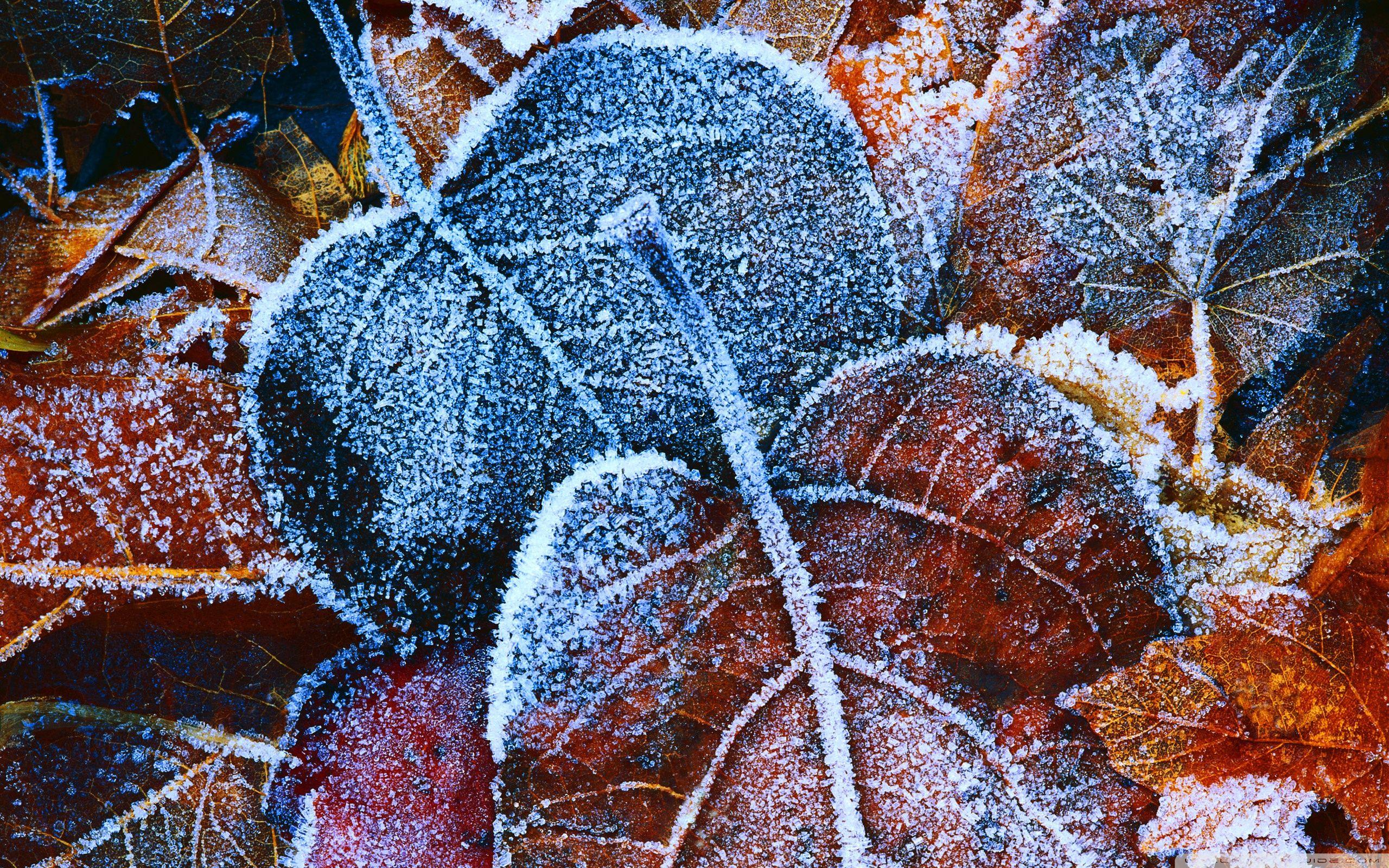 Nature frost winter seasons window glass mood bokeh cold freezing  photography wallpaper  1920x1200  27774  WallpaperUP
