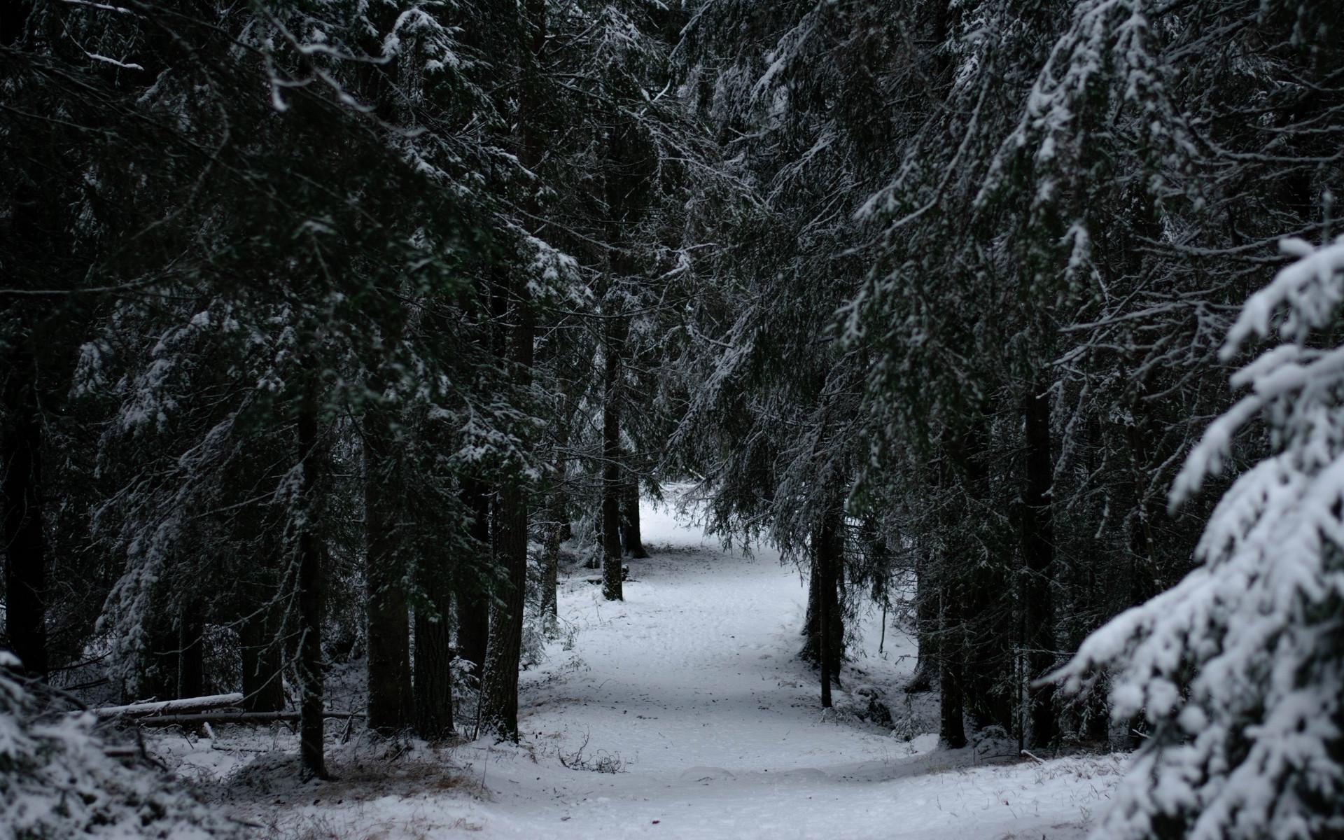 1920x1200 Winter forest wallpaper HD. Latest Wallpaper HD