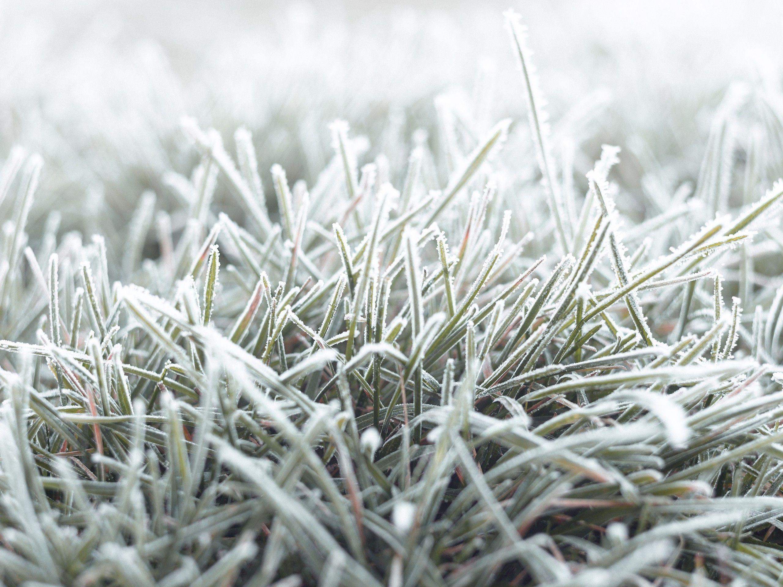 2560x1920 nature, Fall, Grass, Cold, Frost, Ground, Macro Wallpaper HD