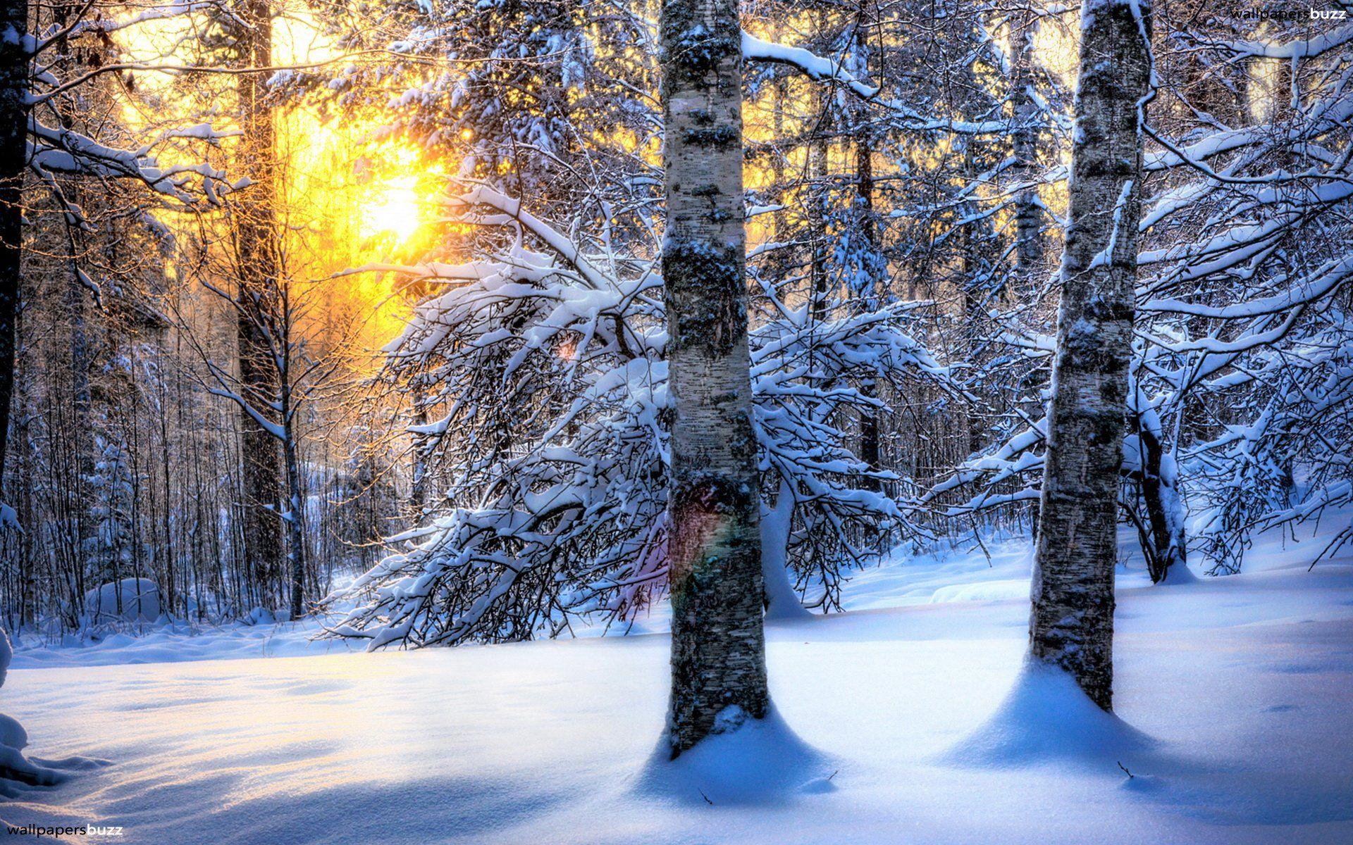 1920x1200 Winter Forest Wallpaper HD