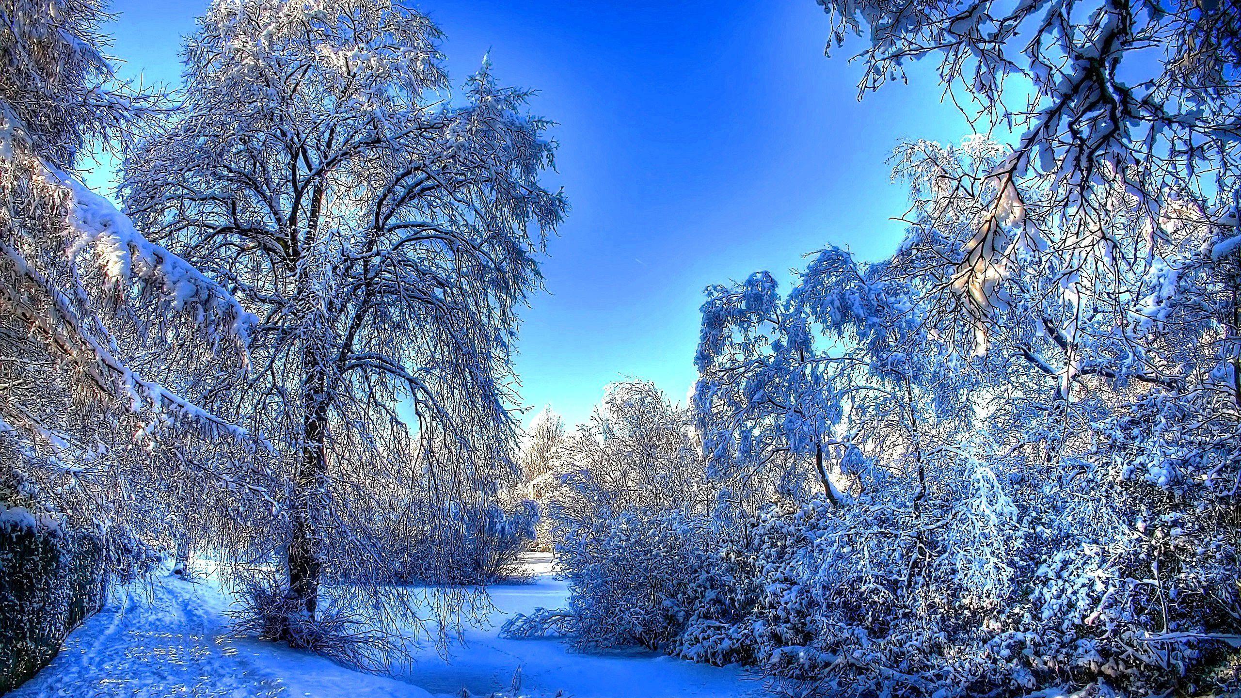 2560x1440 Winter Forest Wallpaper HD