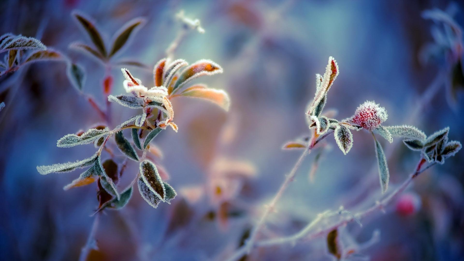 1920x1080 Frost Leaves Wallpaper