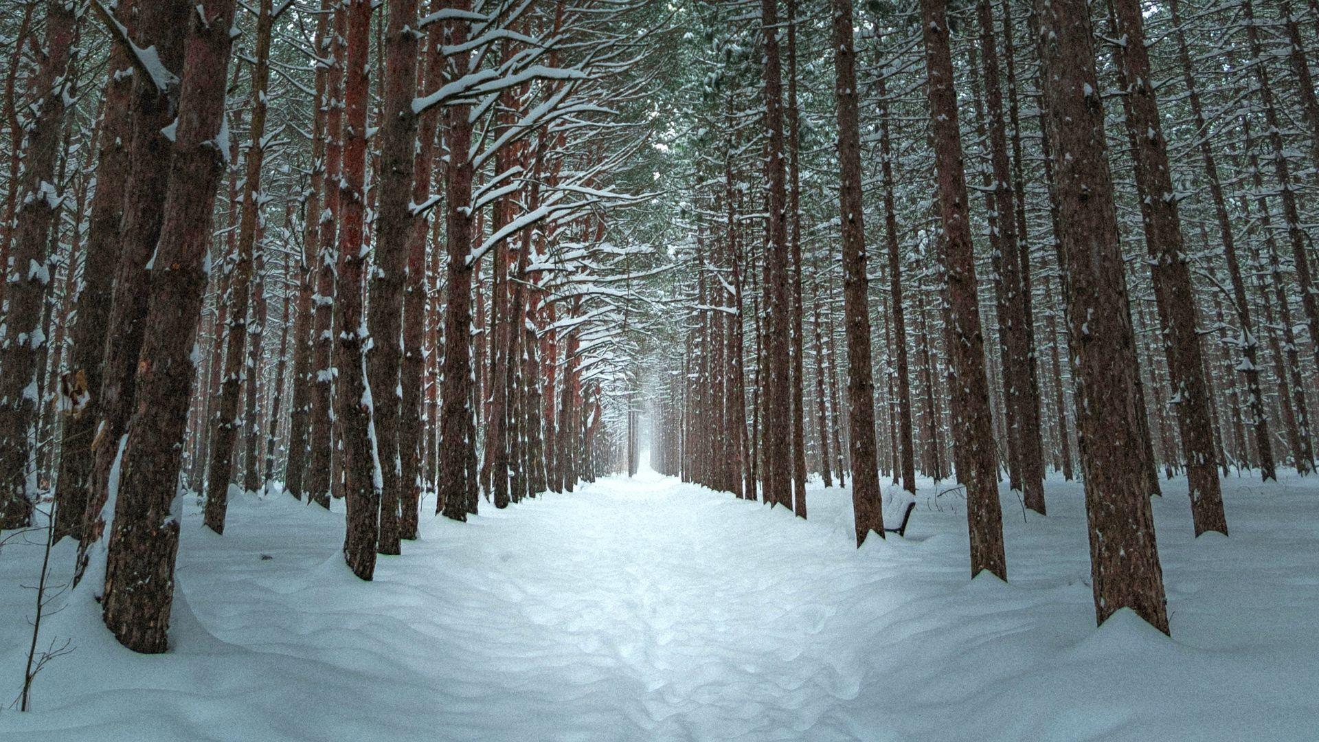 1920x1080 Wallpaper Winter, Forest, Trail, Snow, Trees Winter Forest