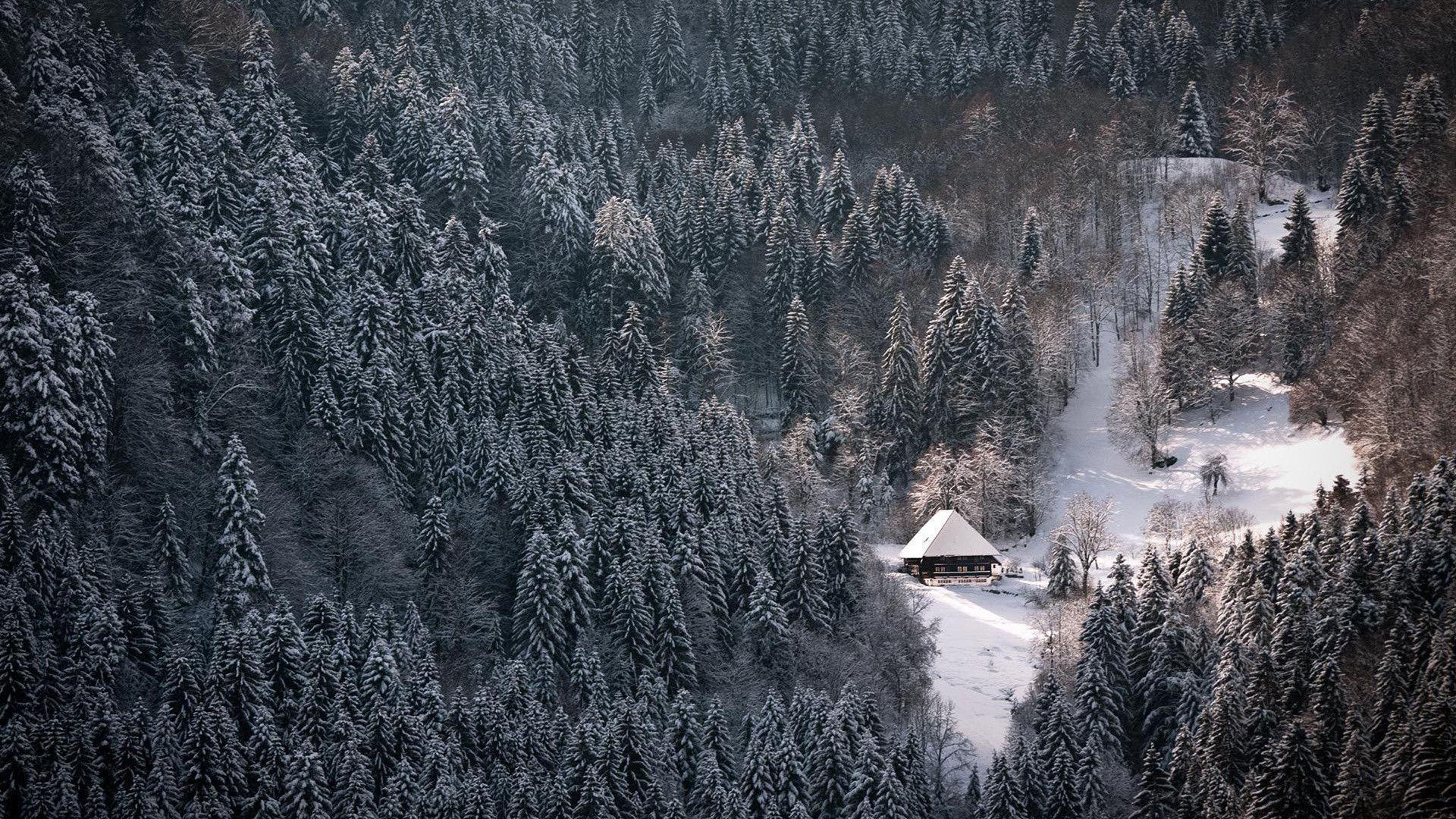 1920x1080 Winter Forest Wallpaper Image Photo Picture Background