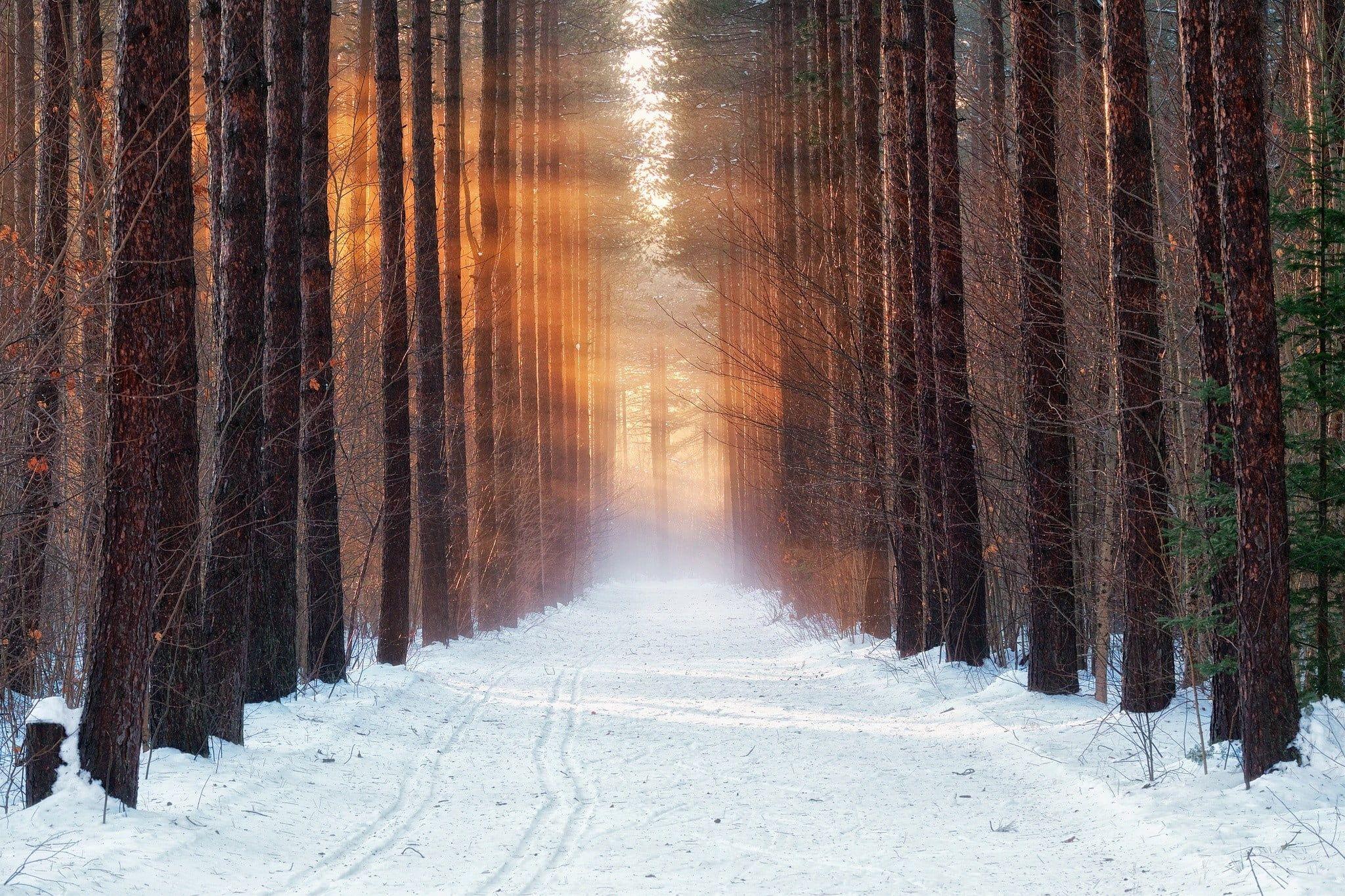 2048x1365 Brown tree trunks, cold, winter, forest, snow HD wallpaper