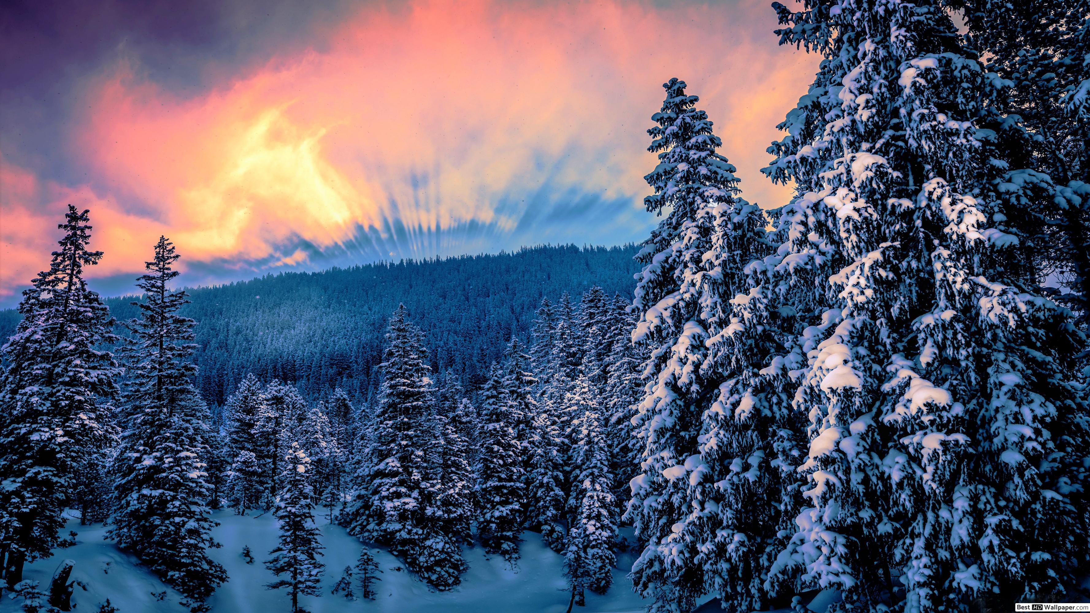 3554x1999 Sunset in the winter forest HD wallpaper download