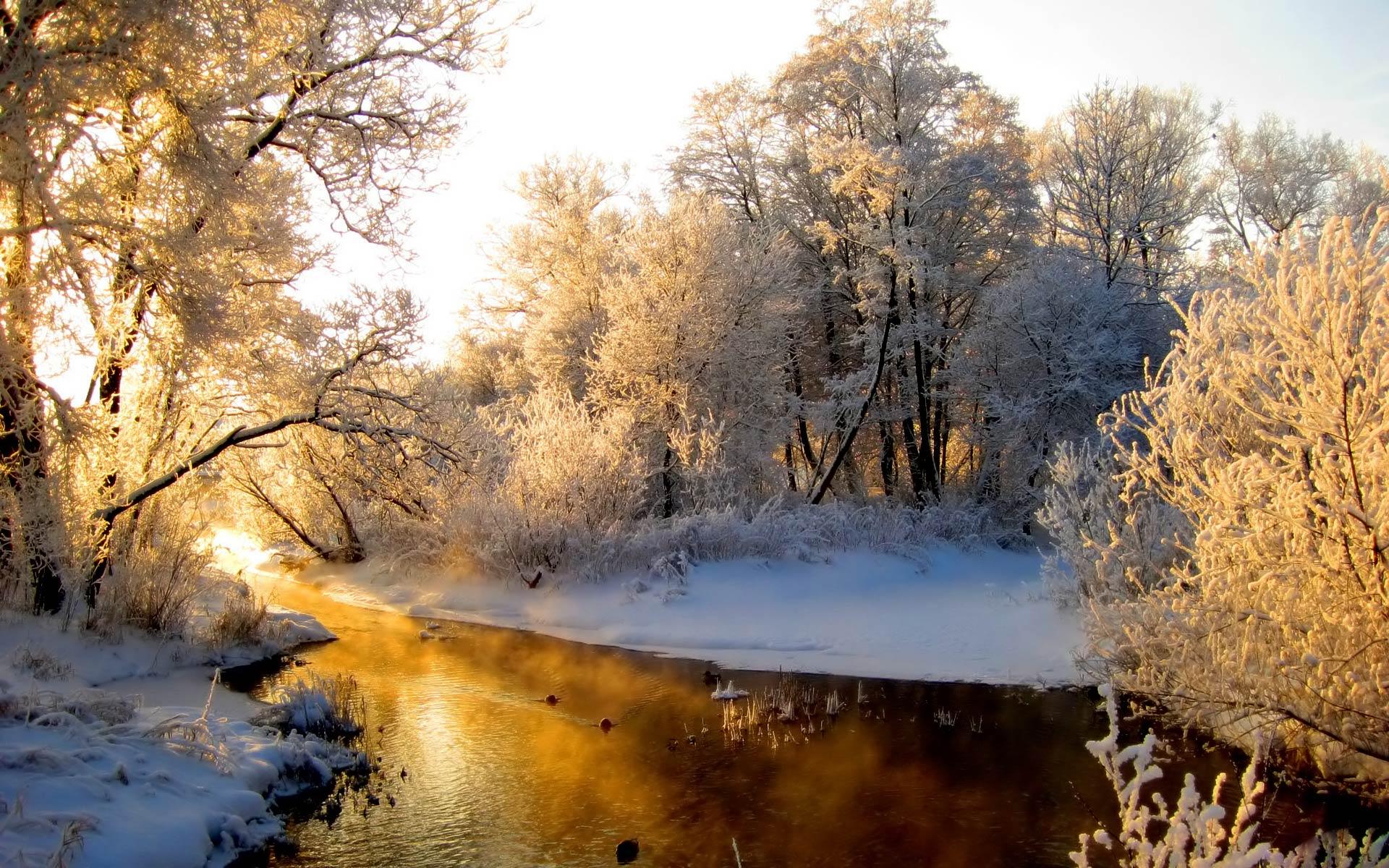 1920x1200 winter forest HD