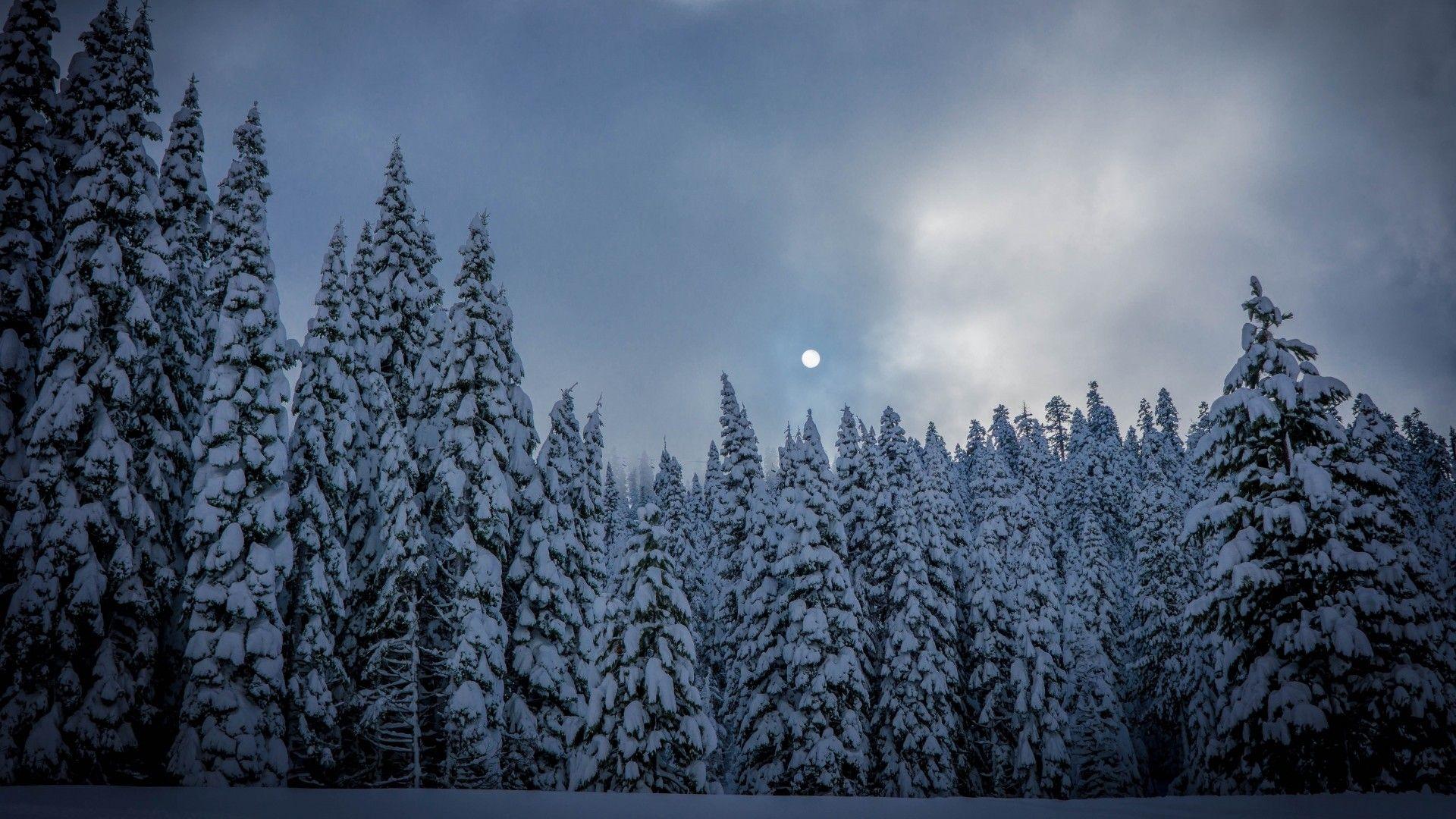 1920x1080 Snow Forest Wallpaper