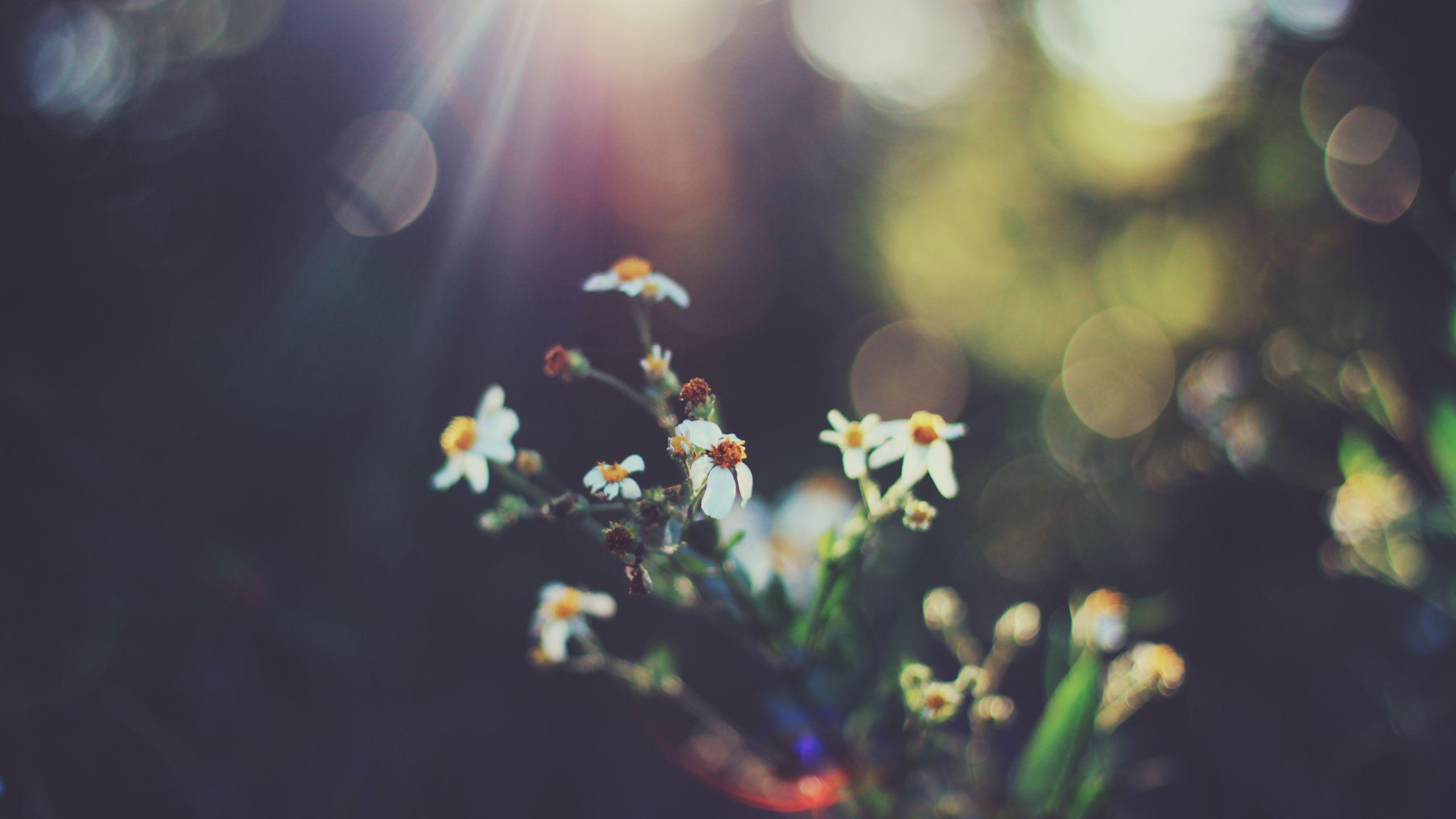 2560x1440 #Retro, #Flowers, #Bokeh