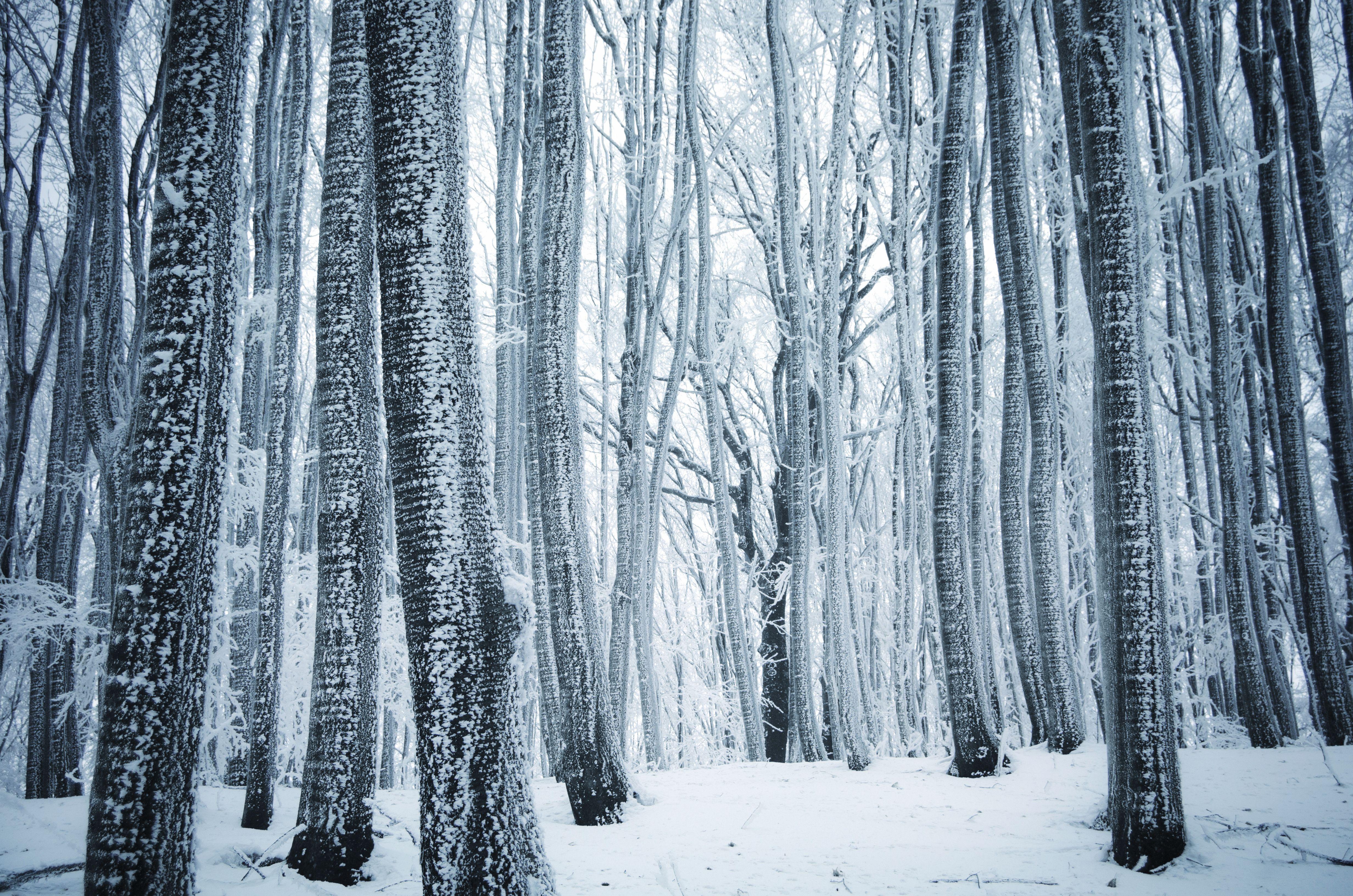 Forest Winter Snow Wallpaper  1080x1920