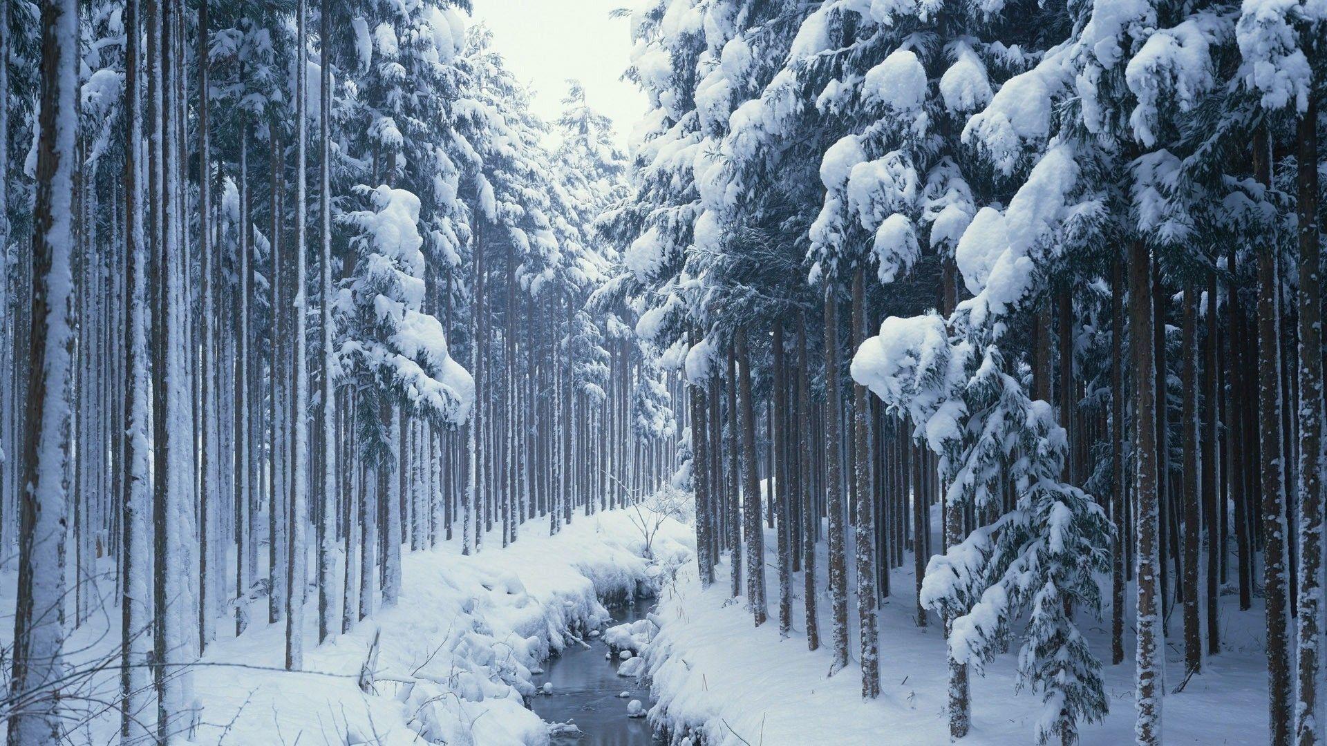 1920x1080 Winter Trees Wallpaper