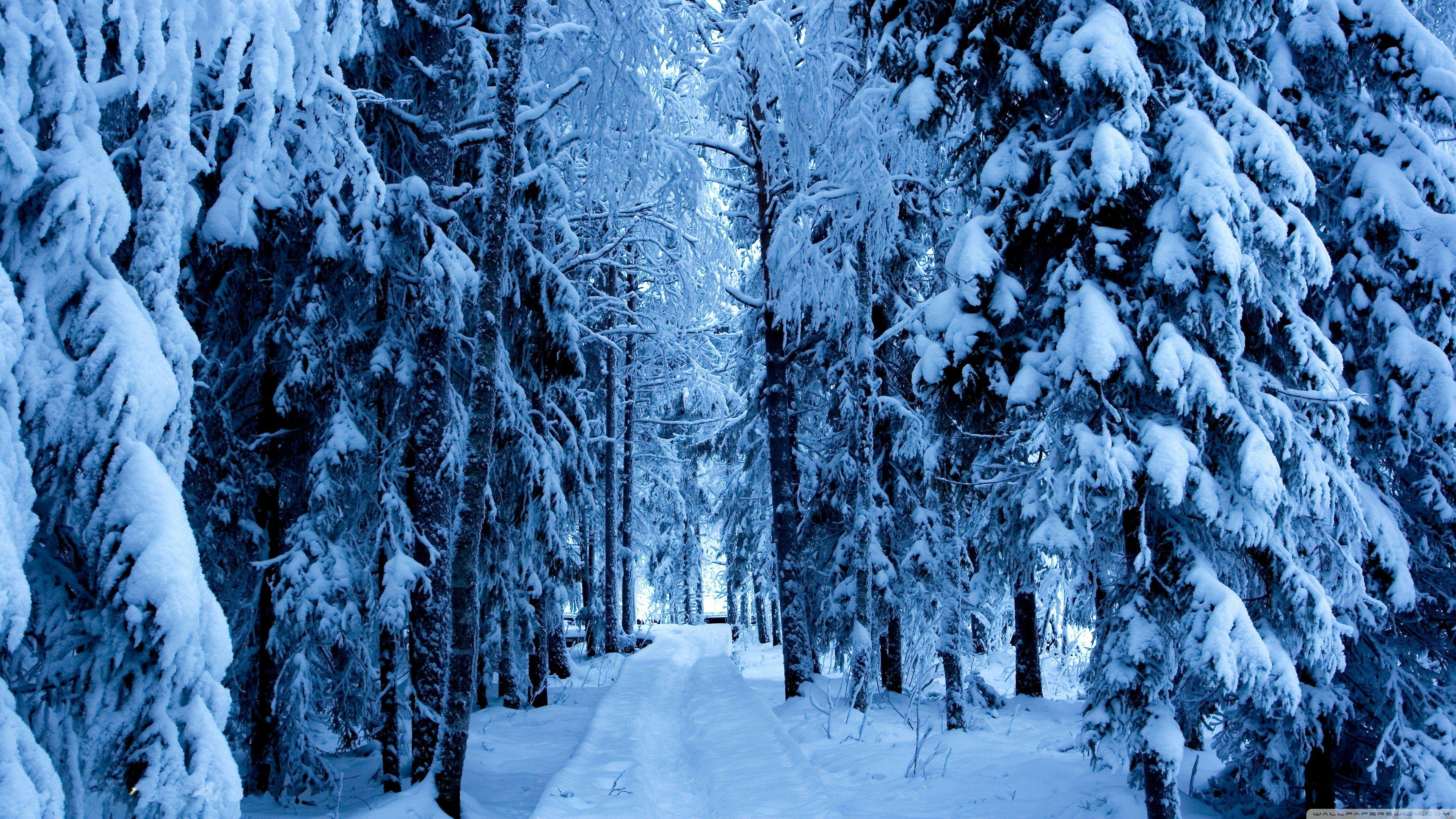 Winter Forest 4k Wallpapers Top Free Winter Forest 4k Backgrounds