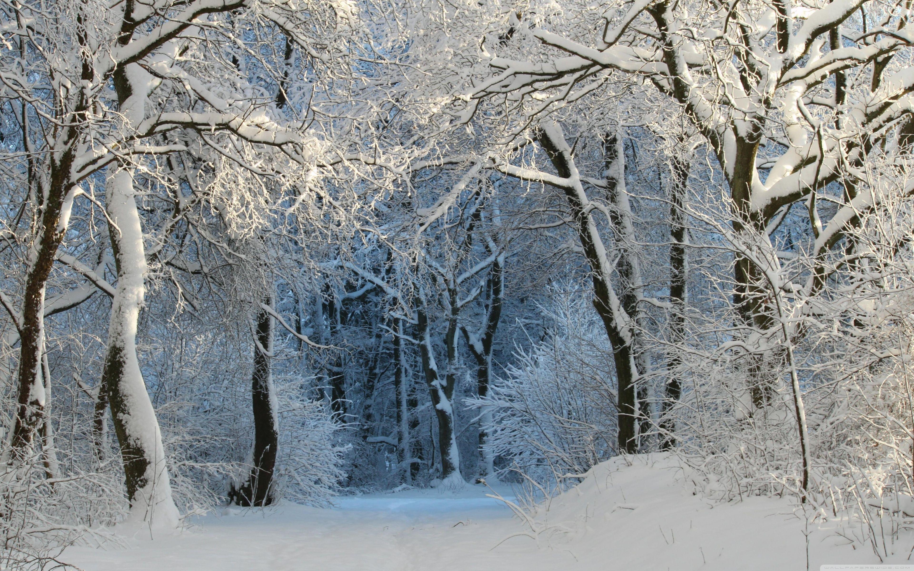 3840x2400 Into the Forest, Winter Ultra HD Desktop Background Wallpaper