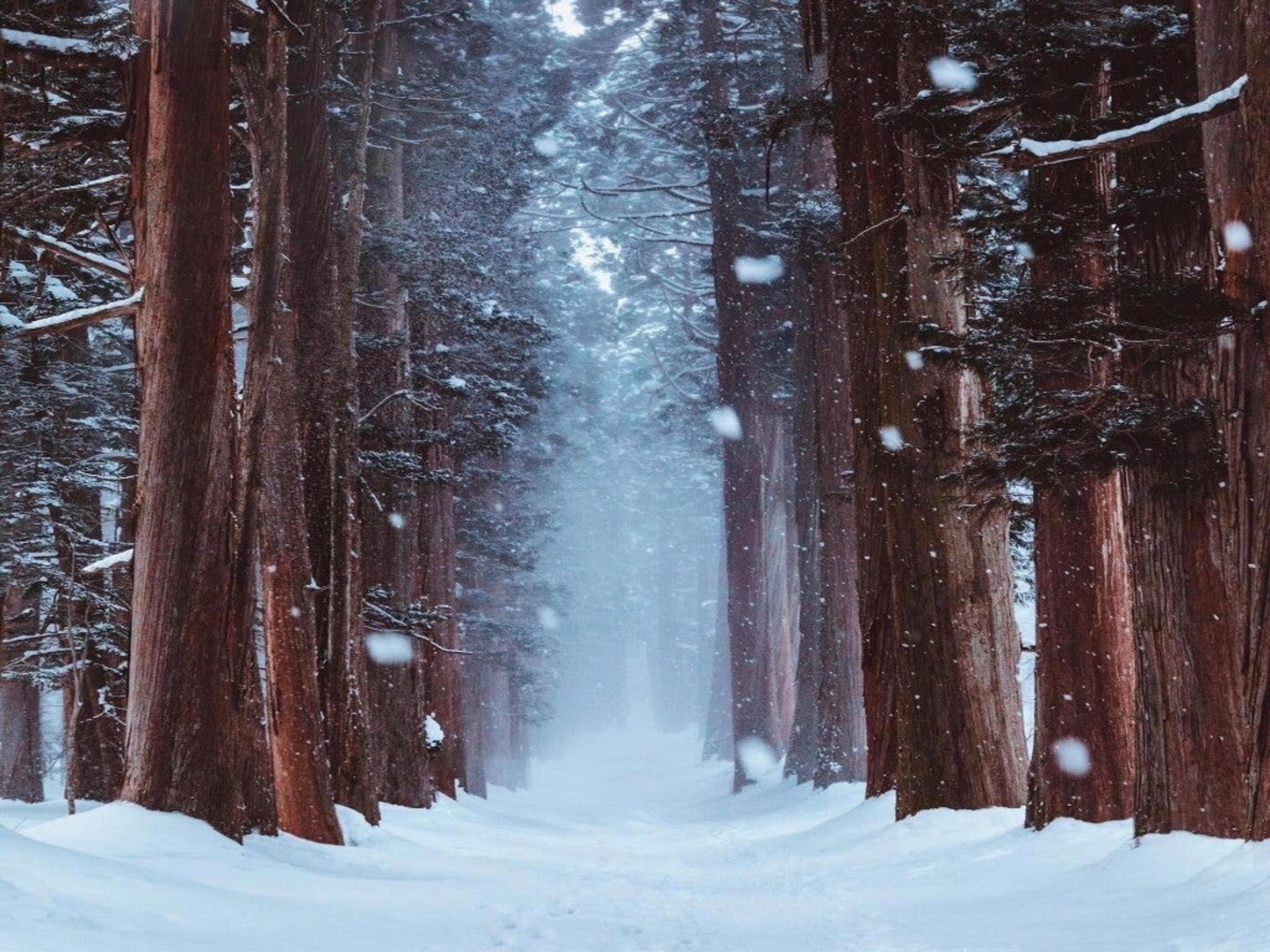 Winter Forest 4K Wallpapers - Top Free Winter Forest 4K Backgrounds - WallpaperAccess