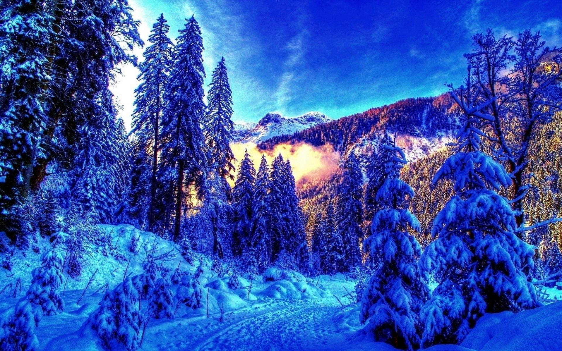 Winter Forest 4K Wallpapers - Top Free Winter Forest 4K Backgrounds ...