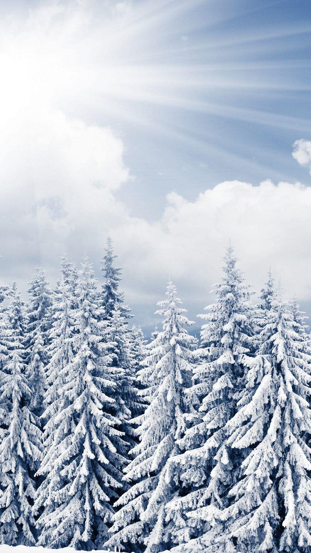 Snow Forest Photos, Download The BEST Free Snow Forest Stock Photos & HD  Images