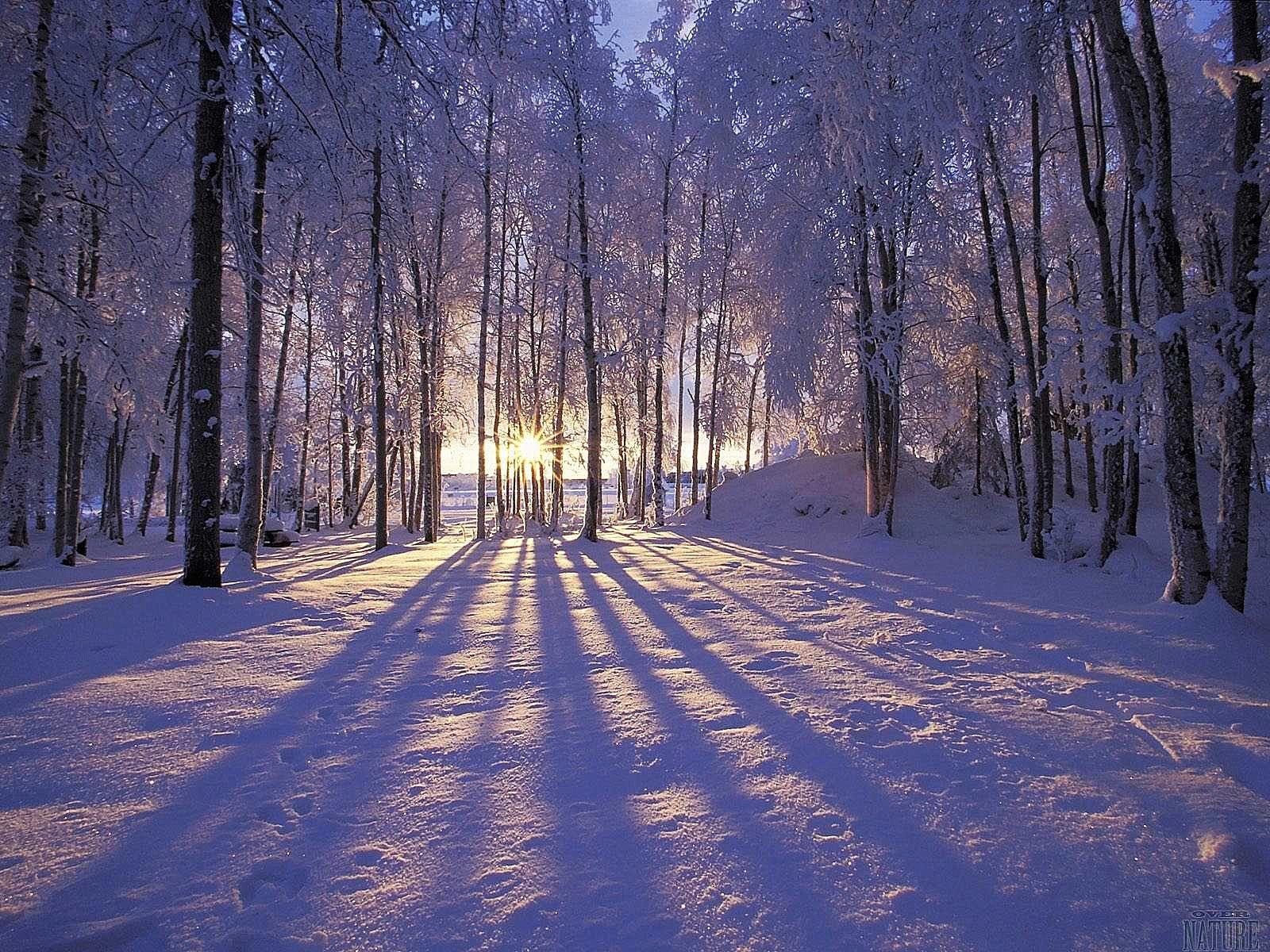 1600x1200 Sunset in the winter forest wallpaper. Nature Wallpaper