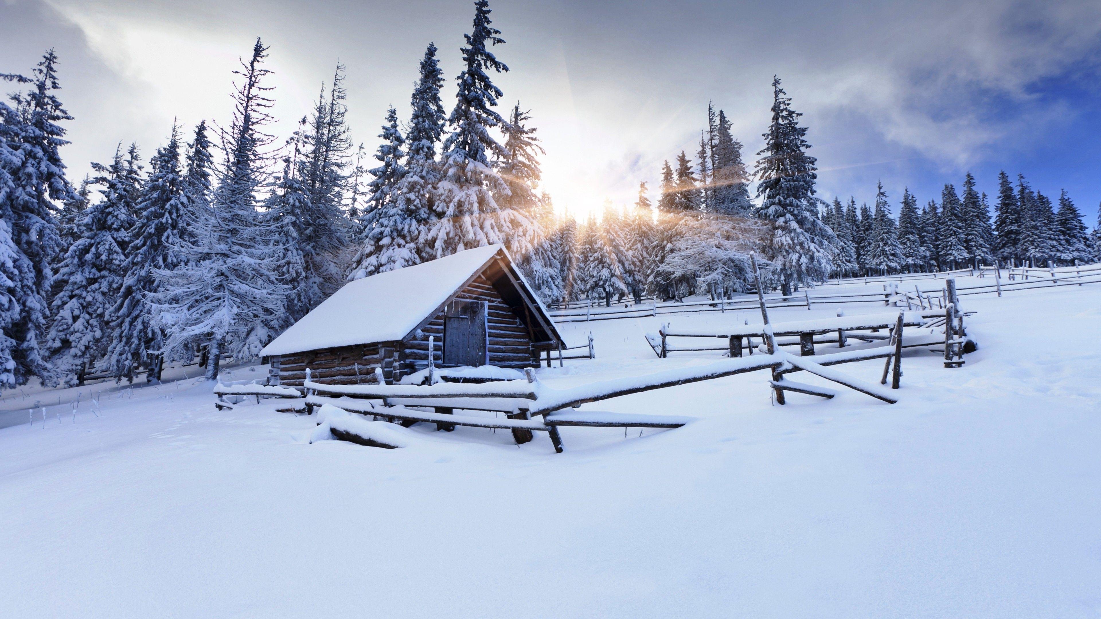 Winter Forest 4k Wallpapers Top Free Winter Forest 4k Backgrounds