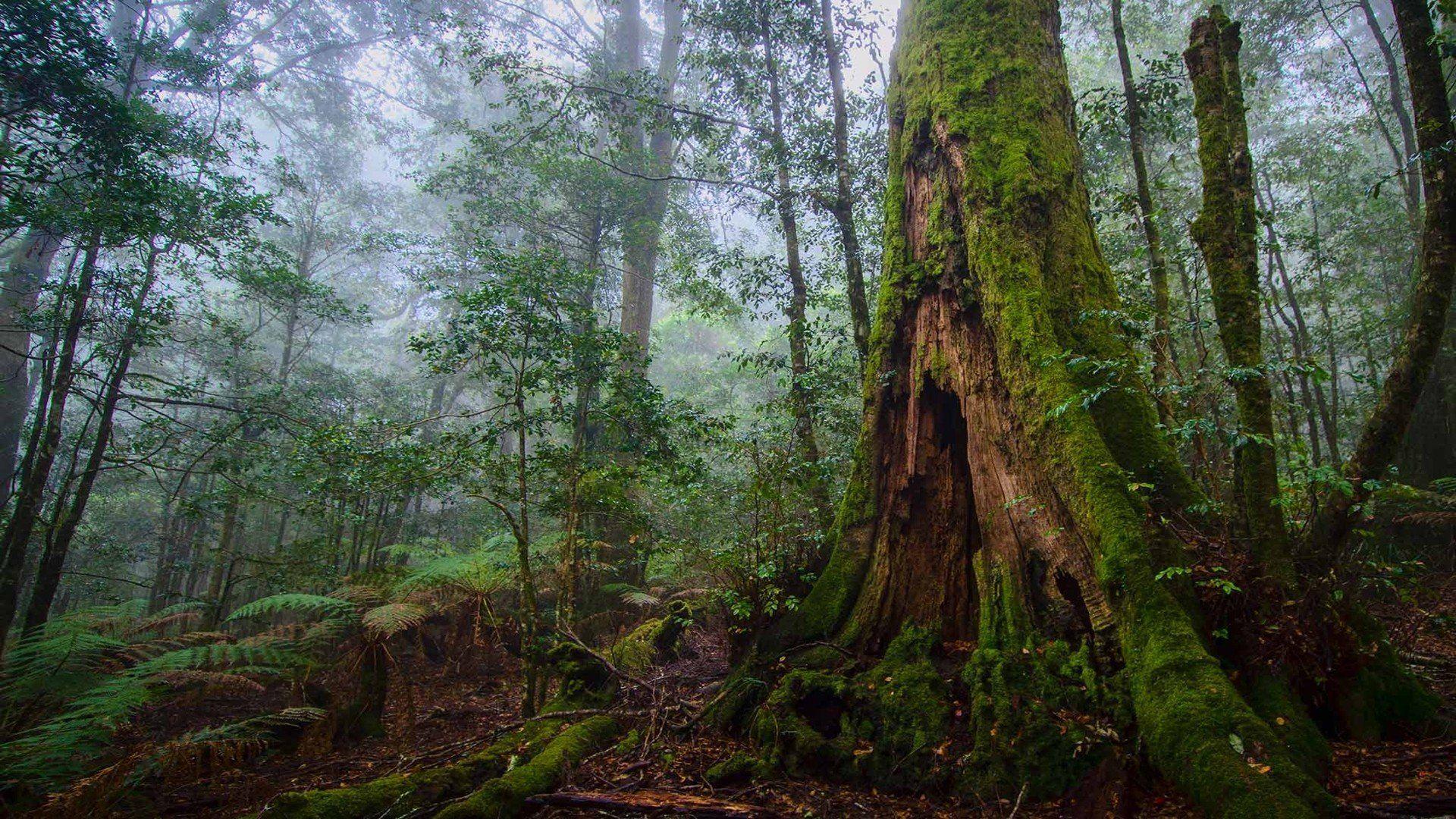 1920x1080 Wallpaper HD Free Download HD Forest 4k, HD Wallpaper